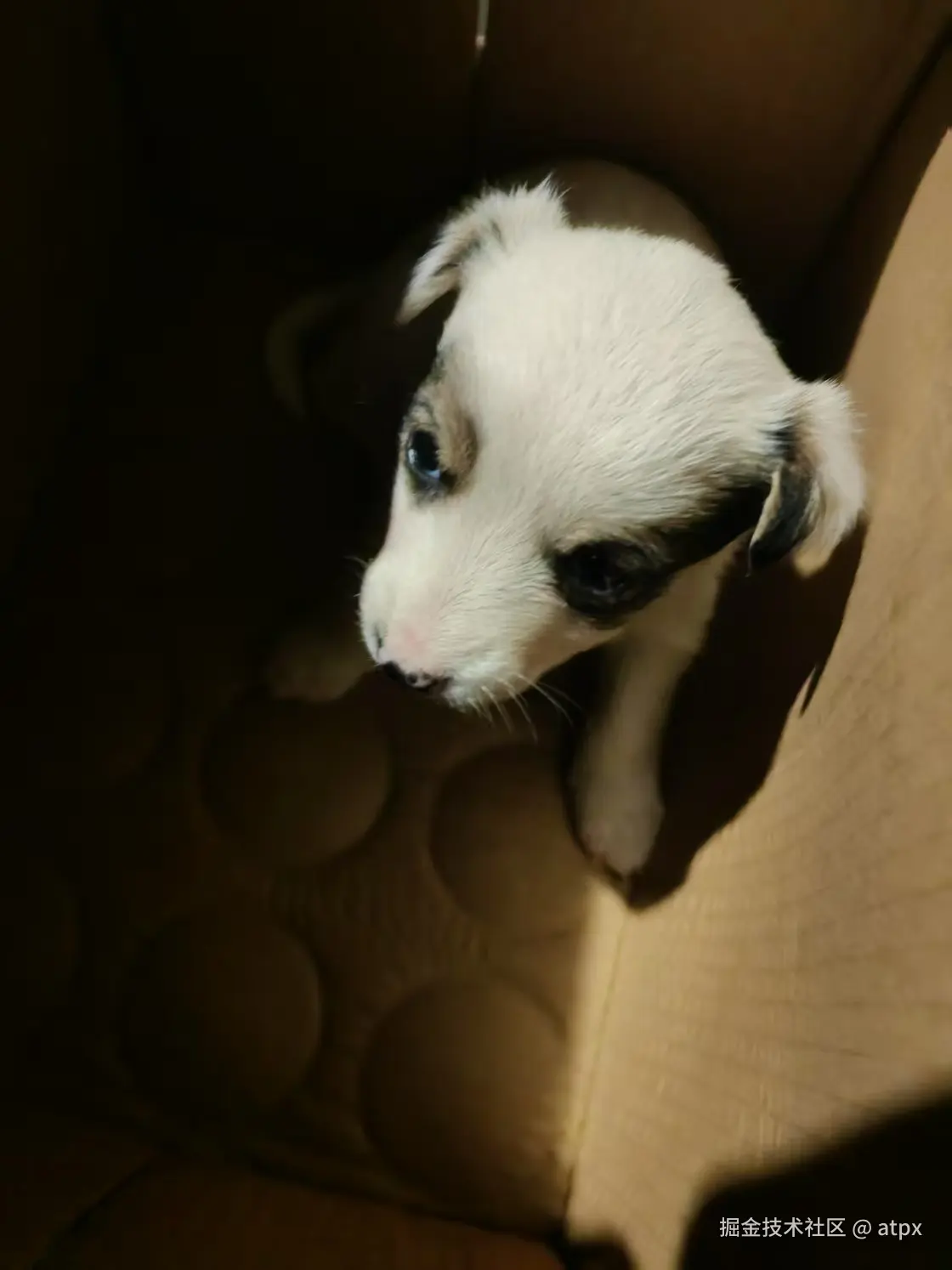 atpx于2025-04-21 16:16发布的图片