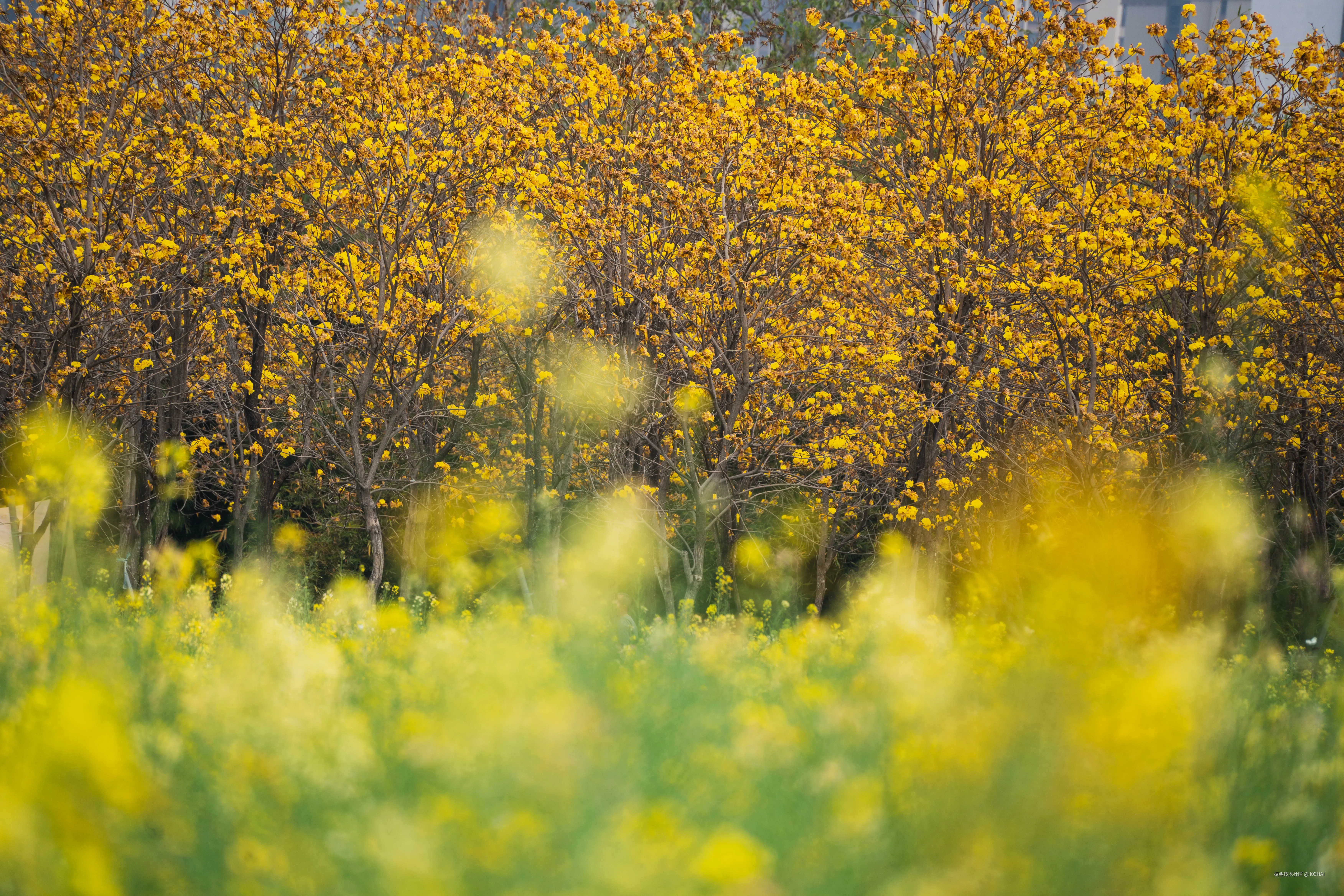 KOHAI于2025-03-10 11:38发布的图片