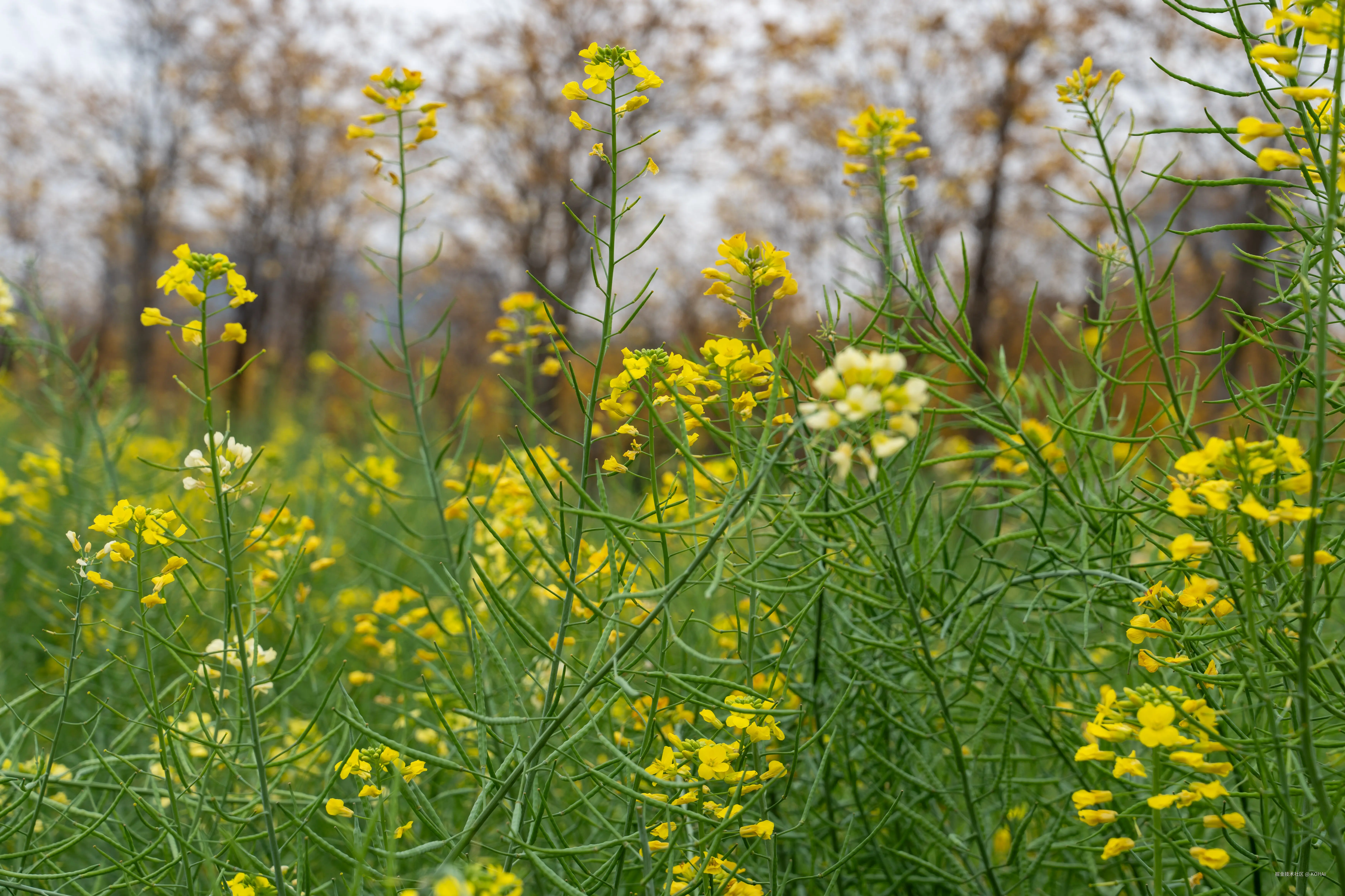 KOHAI于2025-03-10 11:38发布的图片