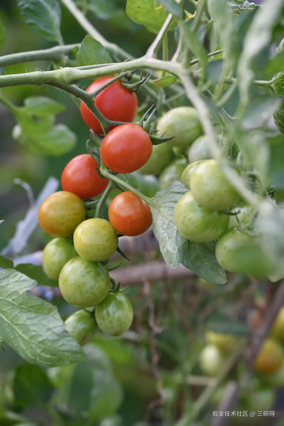 三碗呀于2025-07-02 10:00发布的图片