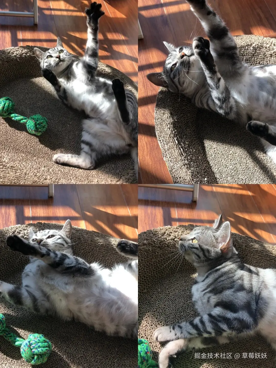 草莓妖妖于2024-10-10 09:08发布的图片