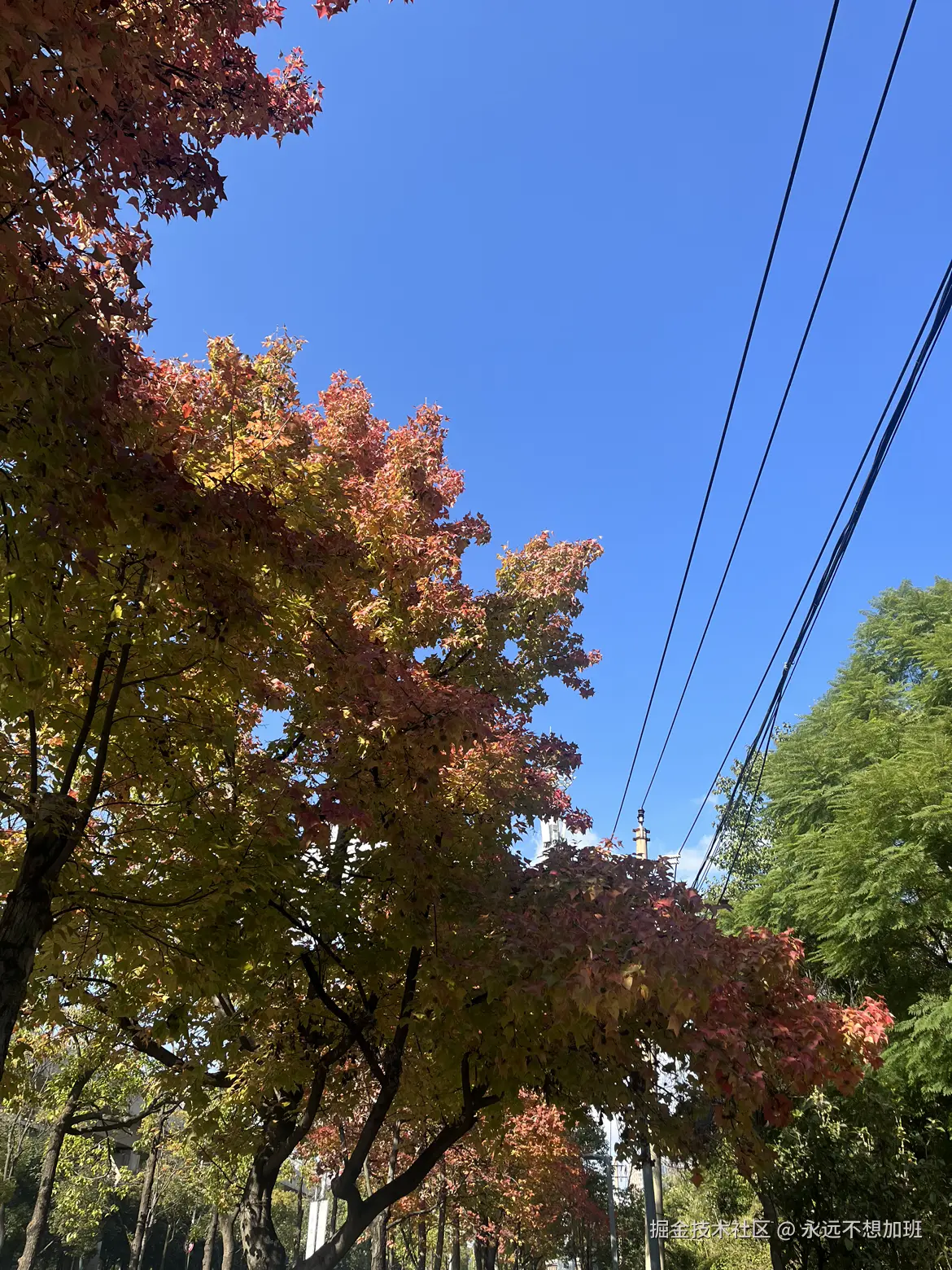 永远不想加班于2025-11-25 11:21发布的图片