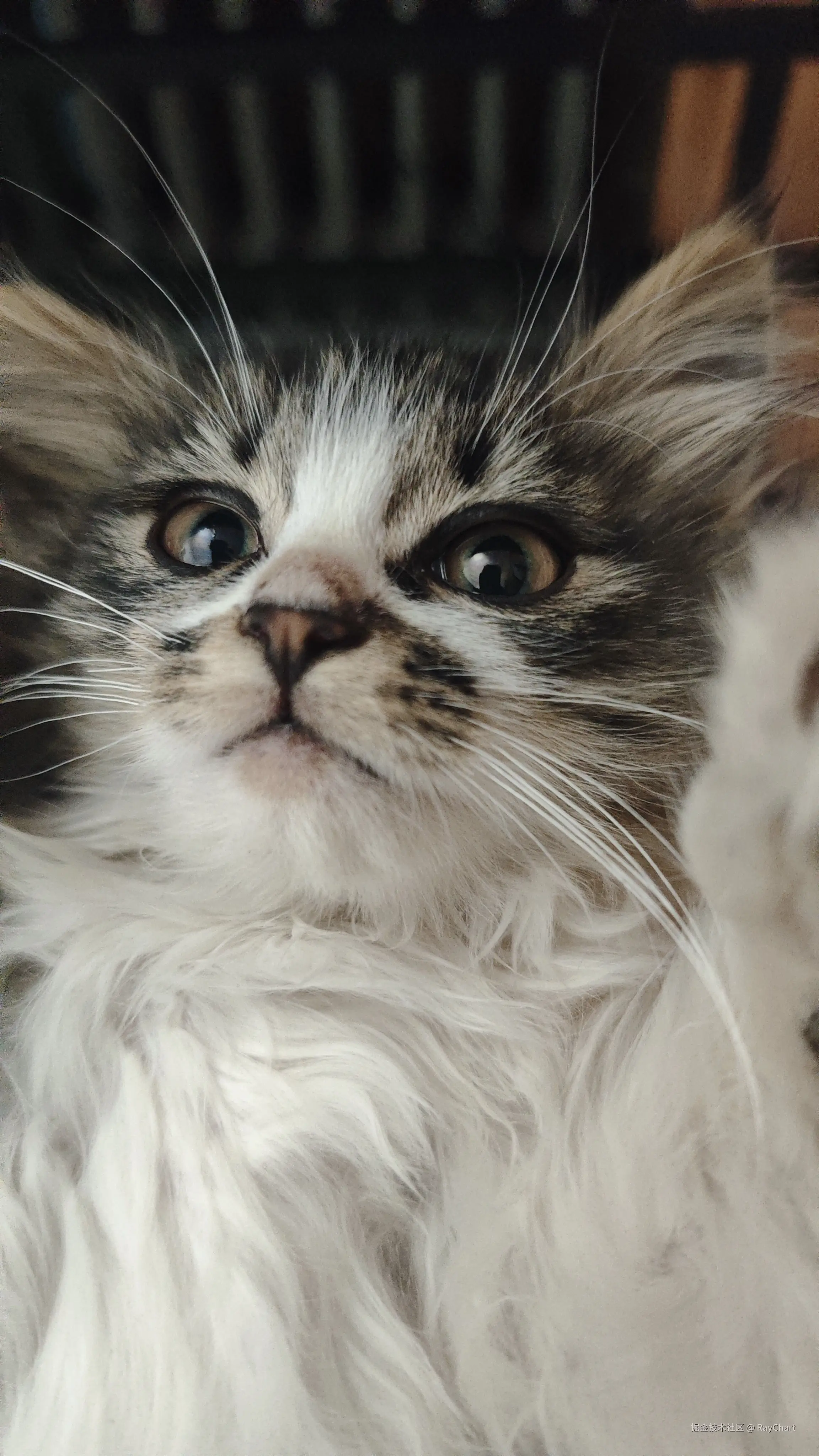 RayChart于2026-01-17 01:16发布的图片