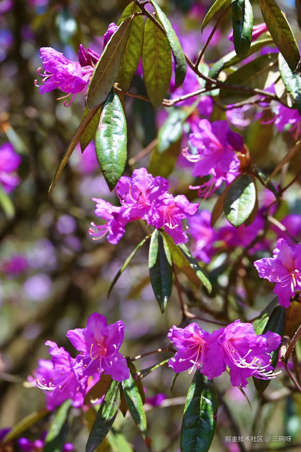 三碗呀于2025-04-22 10:05发布的图片