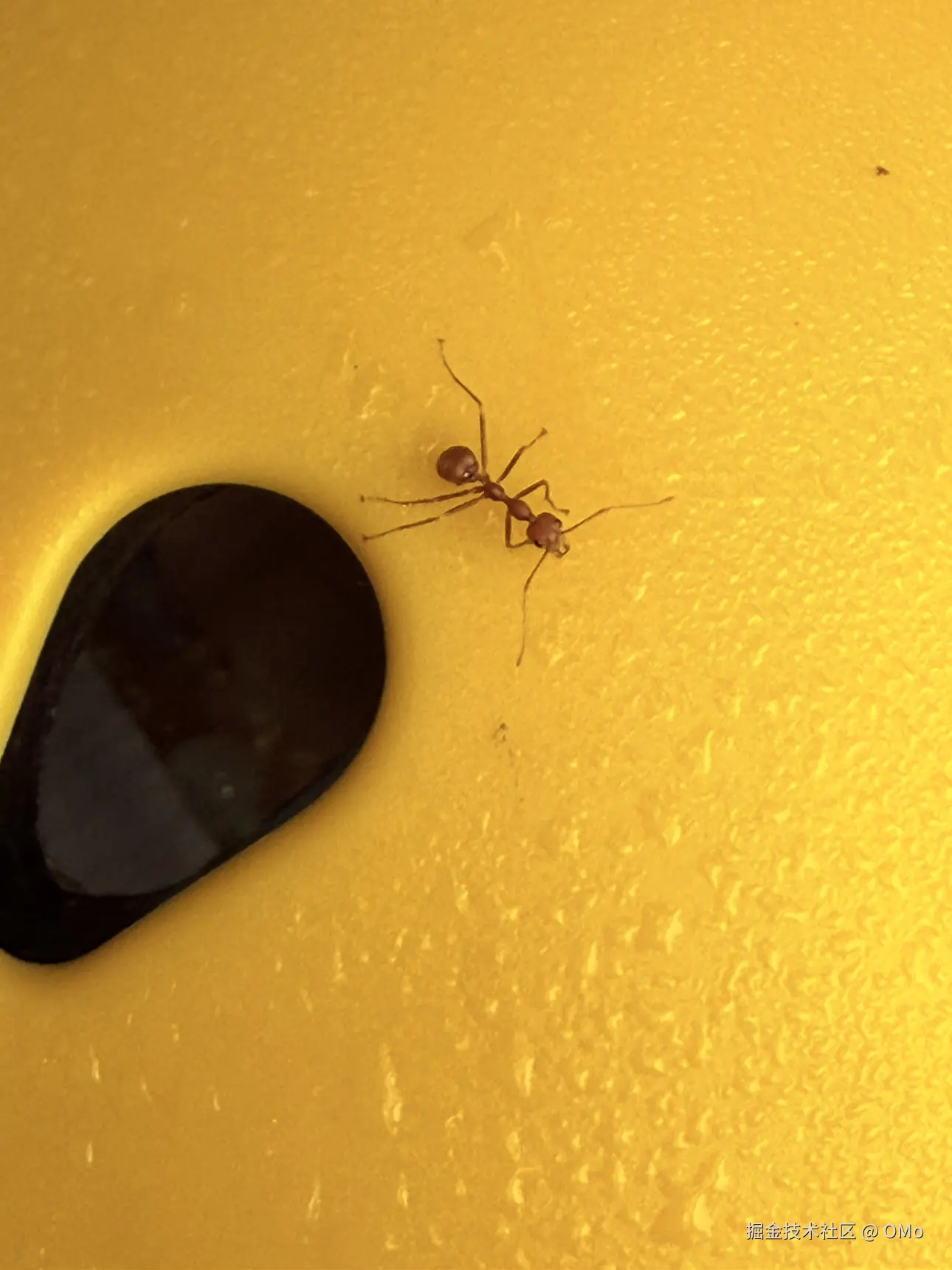 OMo于2026-01-22 11:03发布的图片