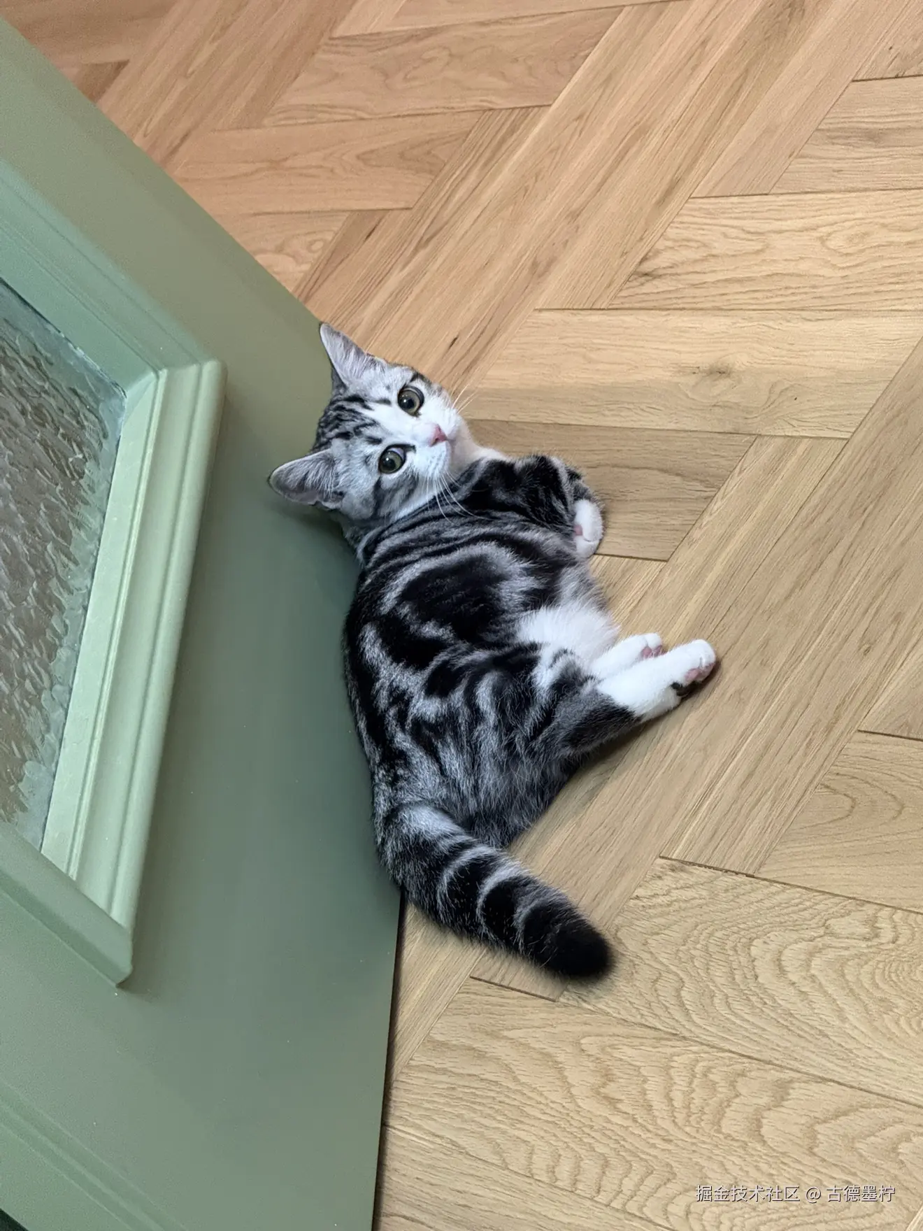 古德墨柠于2026-02-12 16:24发布的图片