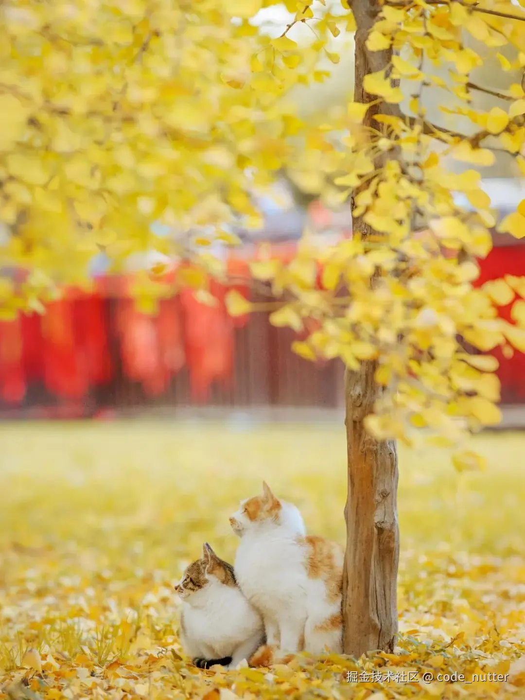 code_nutter于2024-11-19 02:16发布的图片