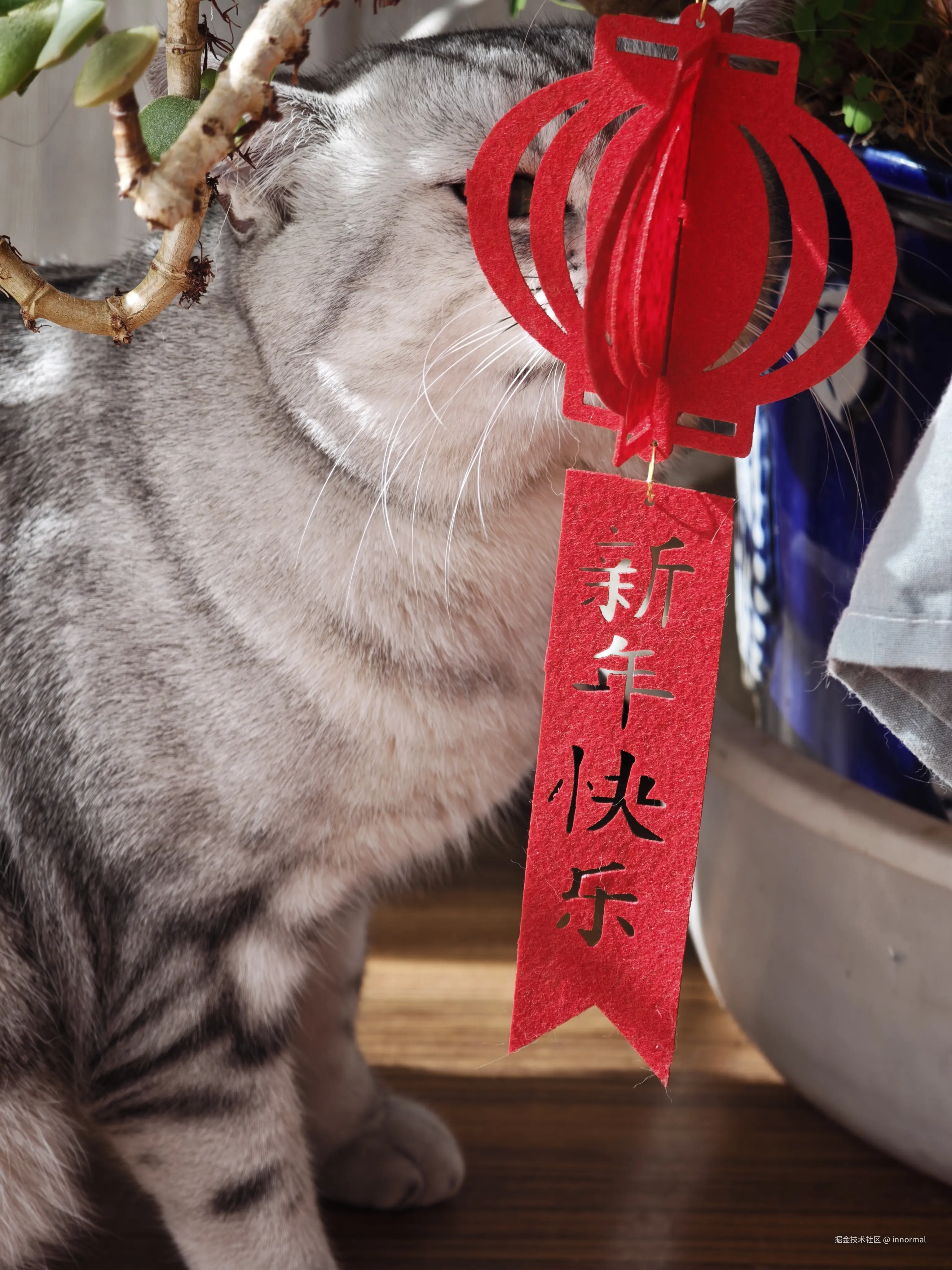 innormal于2026-02-13 14:28发布的图片