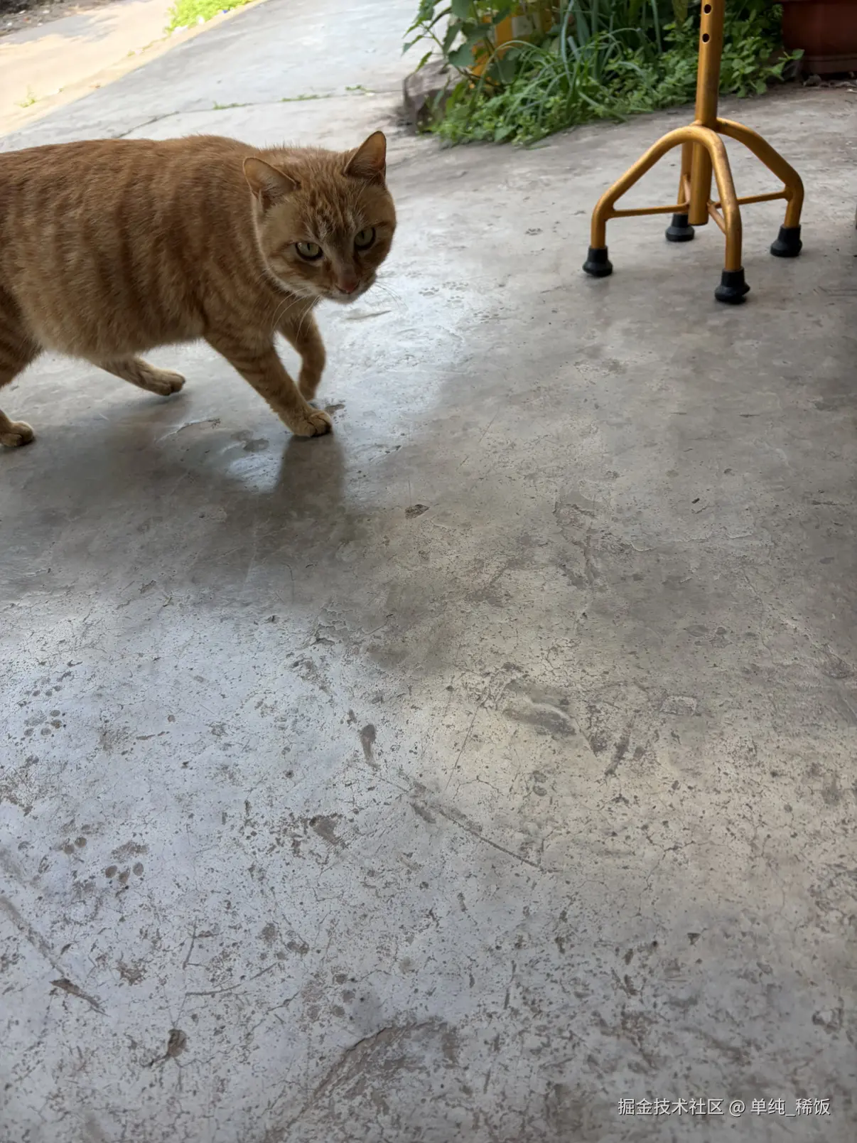 单纯_稀饭于2026-02-26 12:00发布的图片