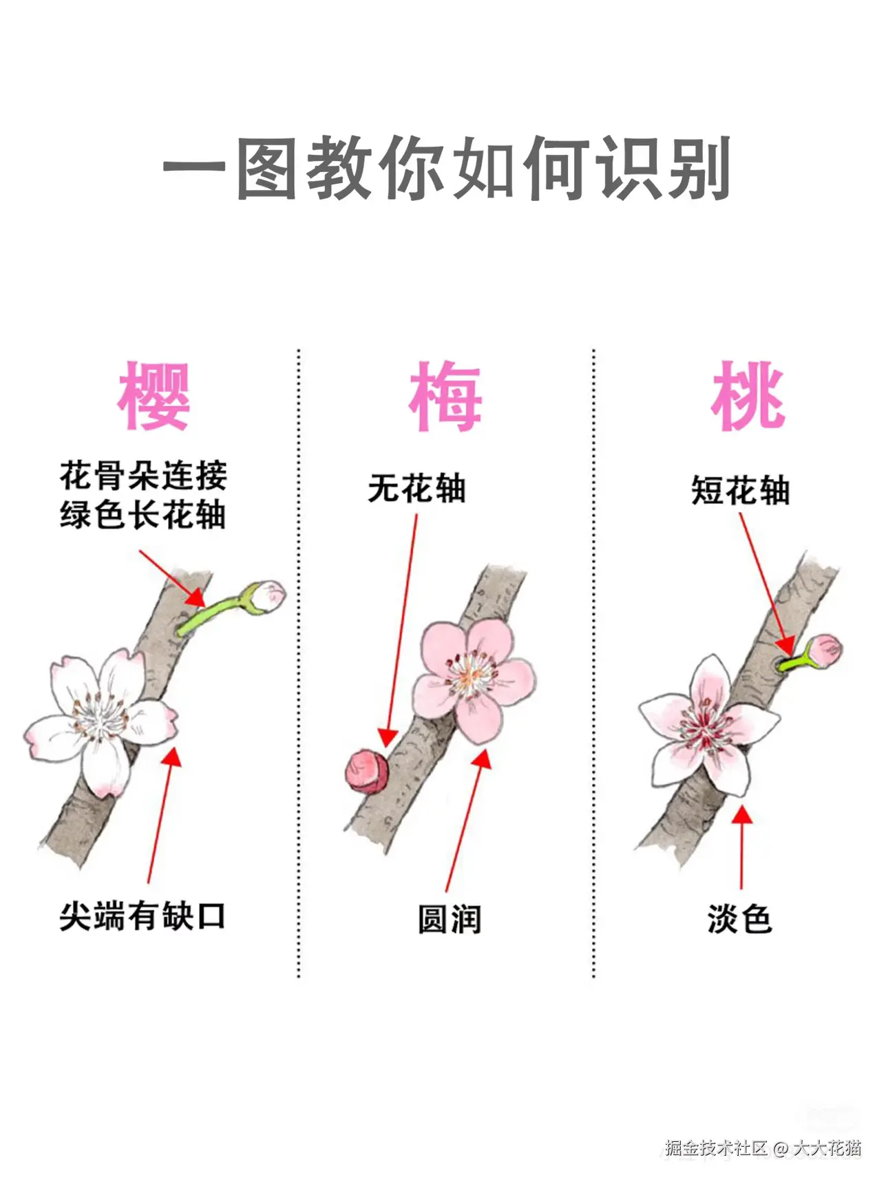 大大花猫于2025-03-06 09:17发布的图片