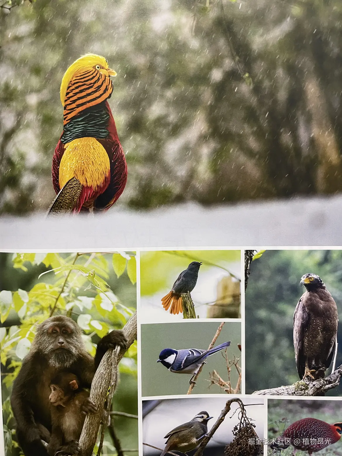 植物昂光于2026-04-08 23:28发布的图片