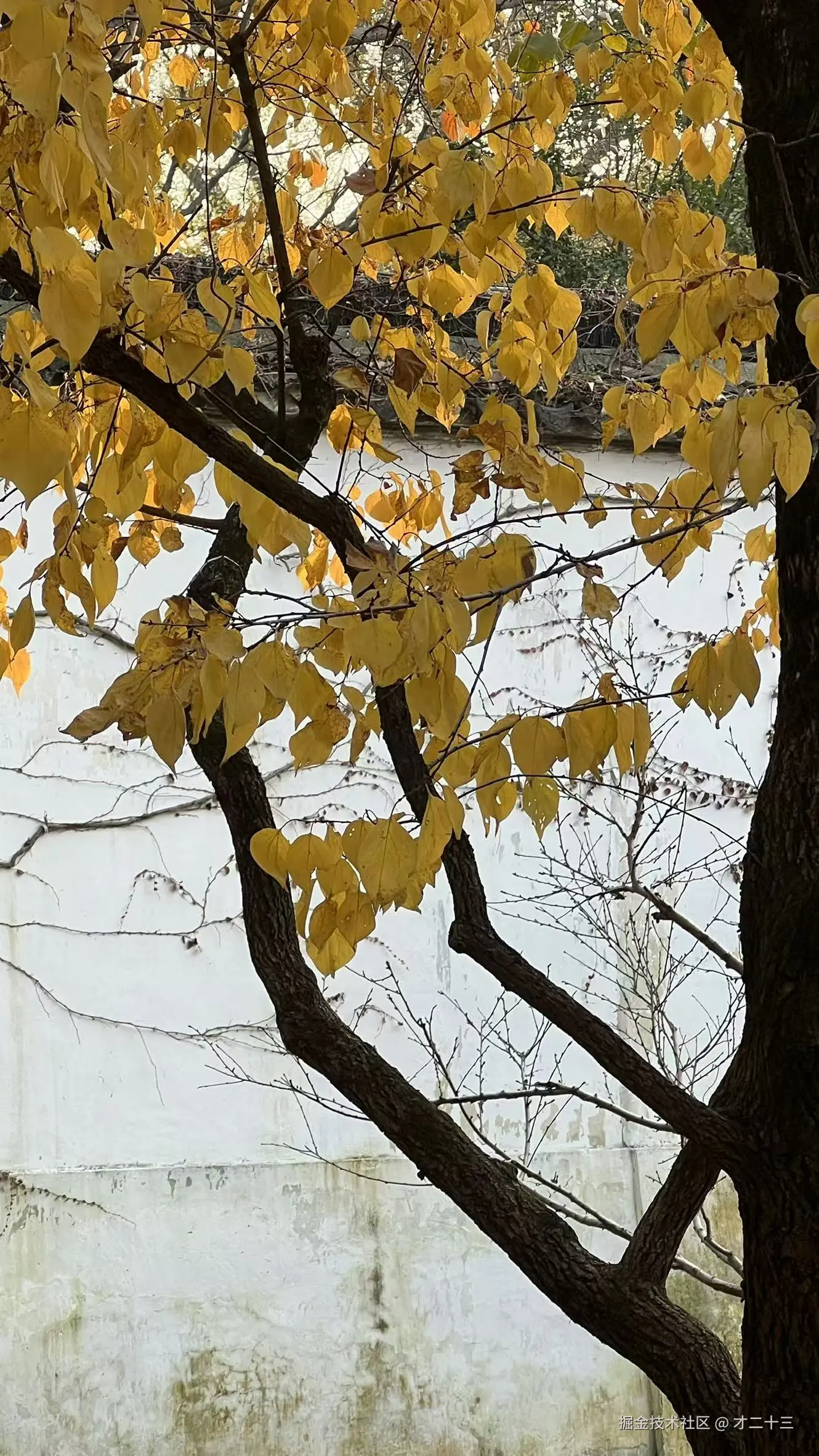 才二十三于2025-12-12 09:33发布的图片