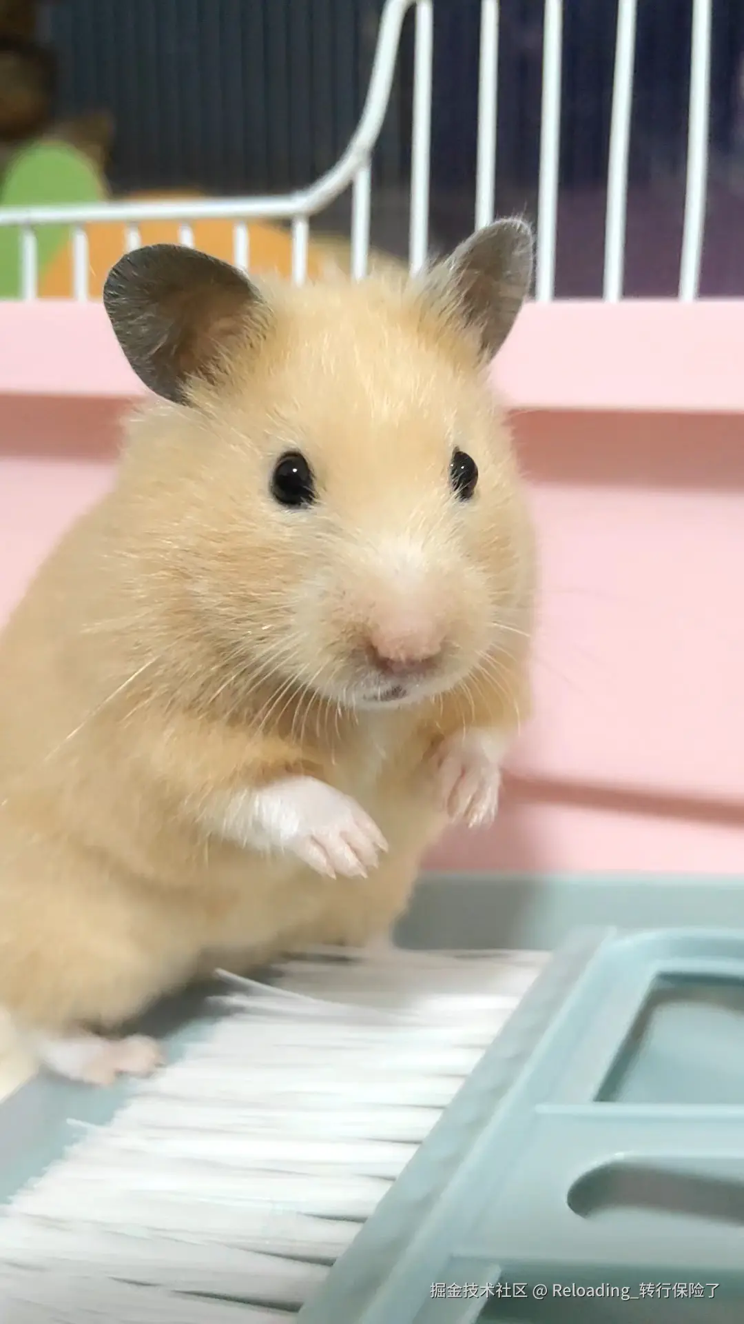 Reloading_转行保险了于2024-11-29 13:41发布的图片