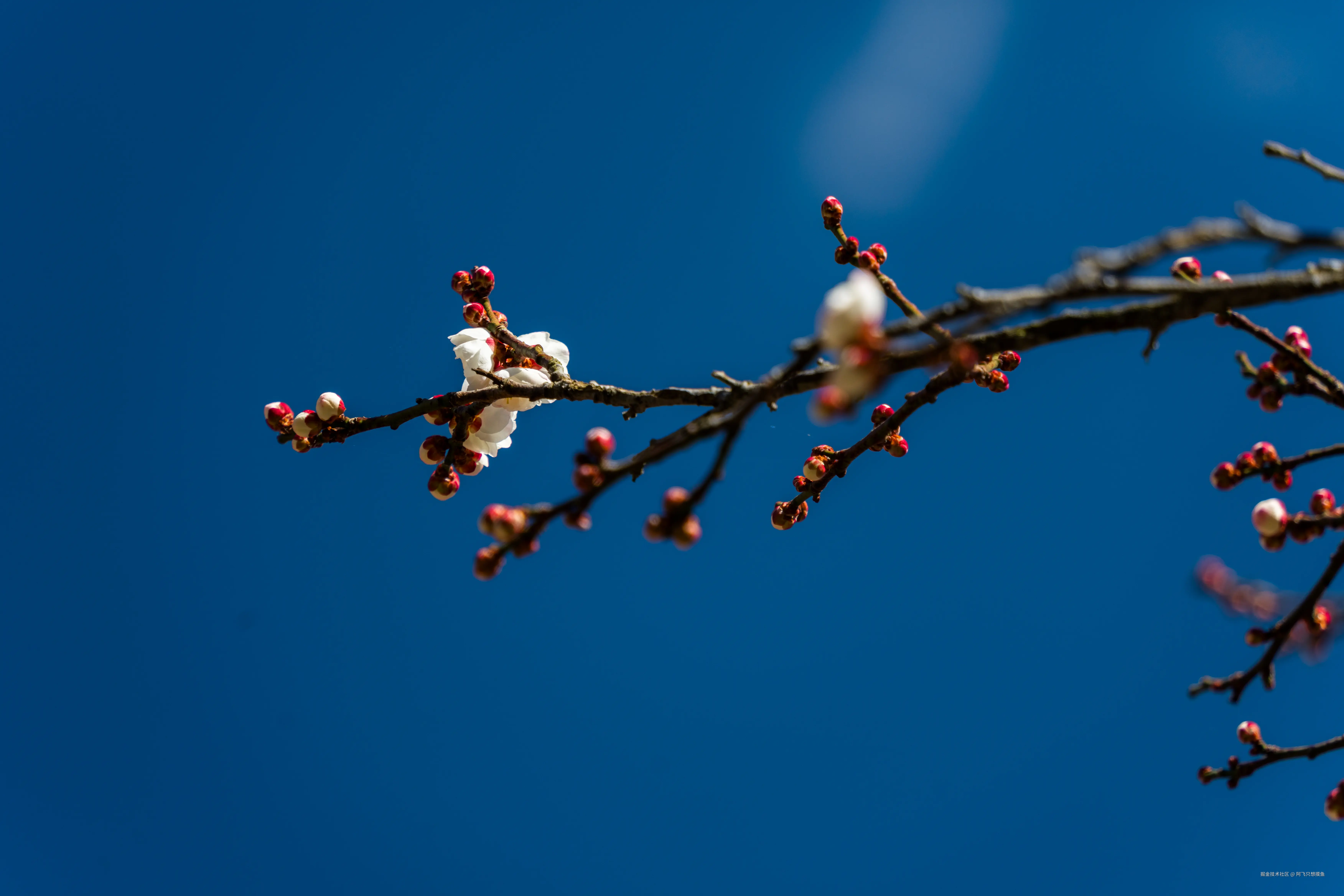 阿飞只想摸鱼于2026-02-11 14:37发布的图片