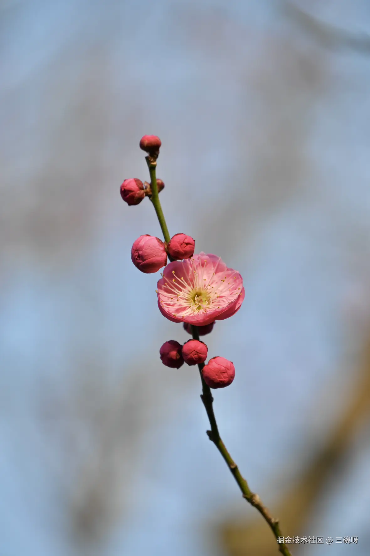 三碗呀于2025-01-20 10:20发布的图片