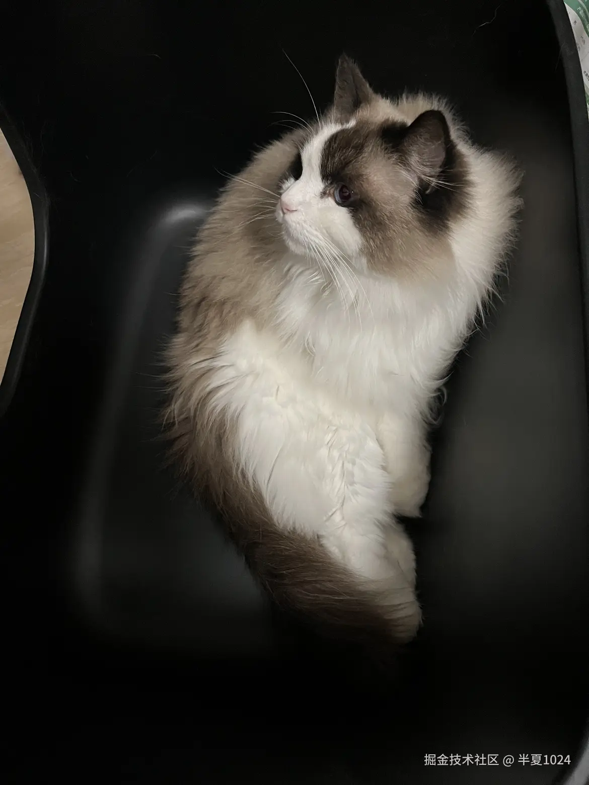 半夏1024于2025-03-27 13:51发布的图片