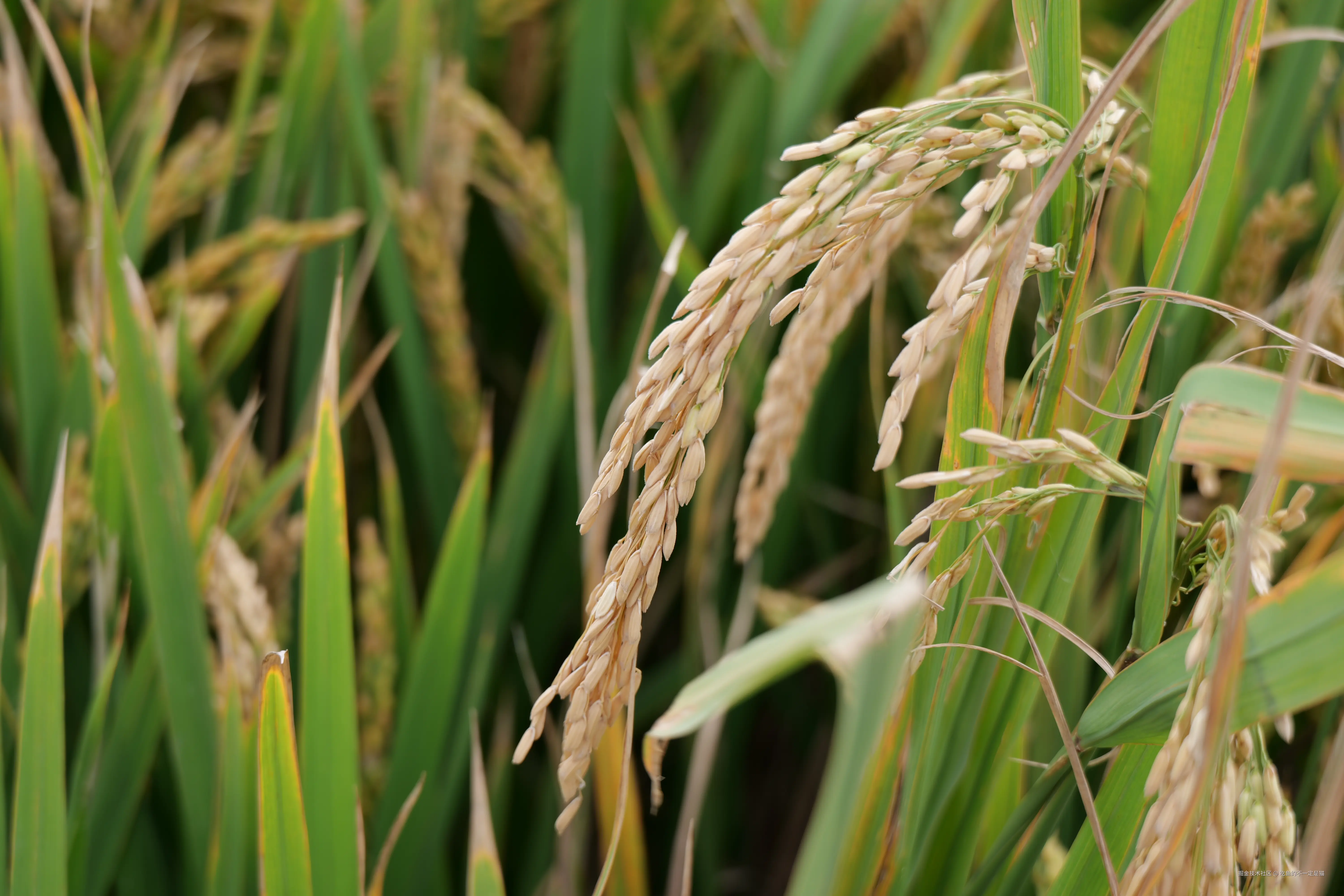 吃鱼的不一定是猫于2024-10-14 13:29发布的图片