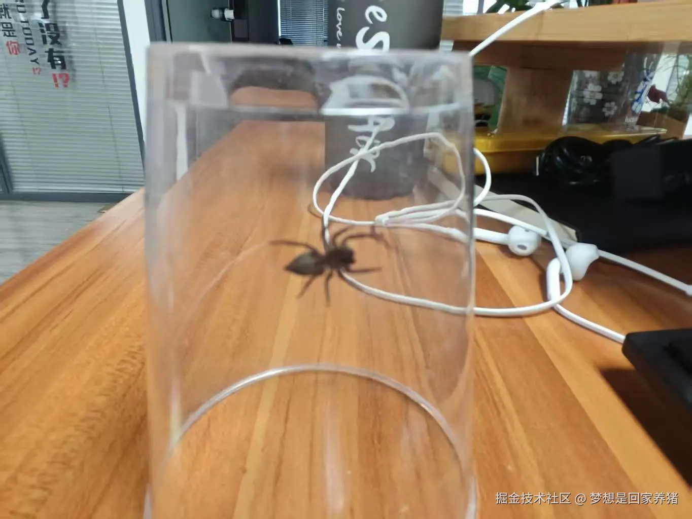 梦想是回家养猪于2025-08-18 16:15发布的图片