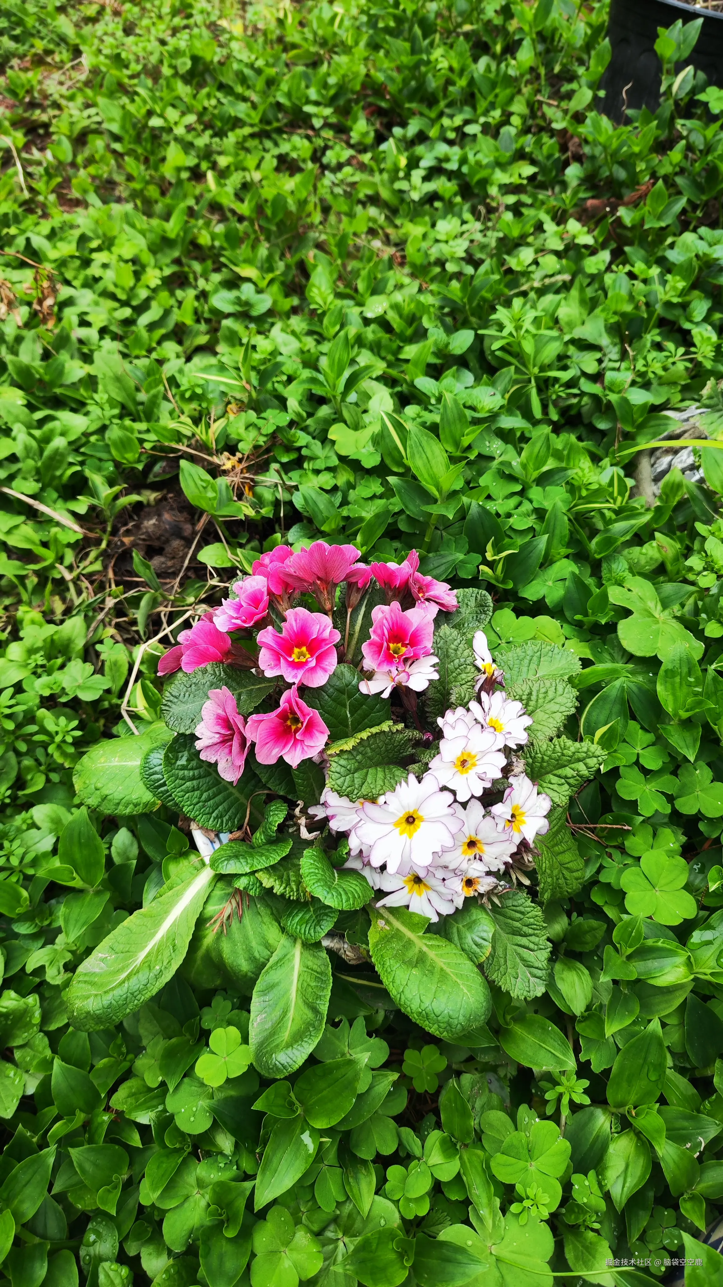 脑袋空空鹿于2026-02-25 15:41发布的图片