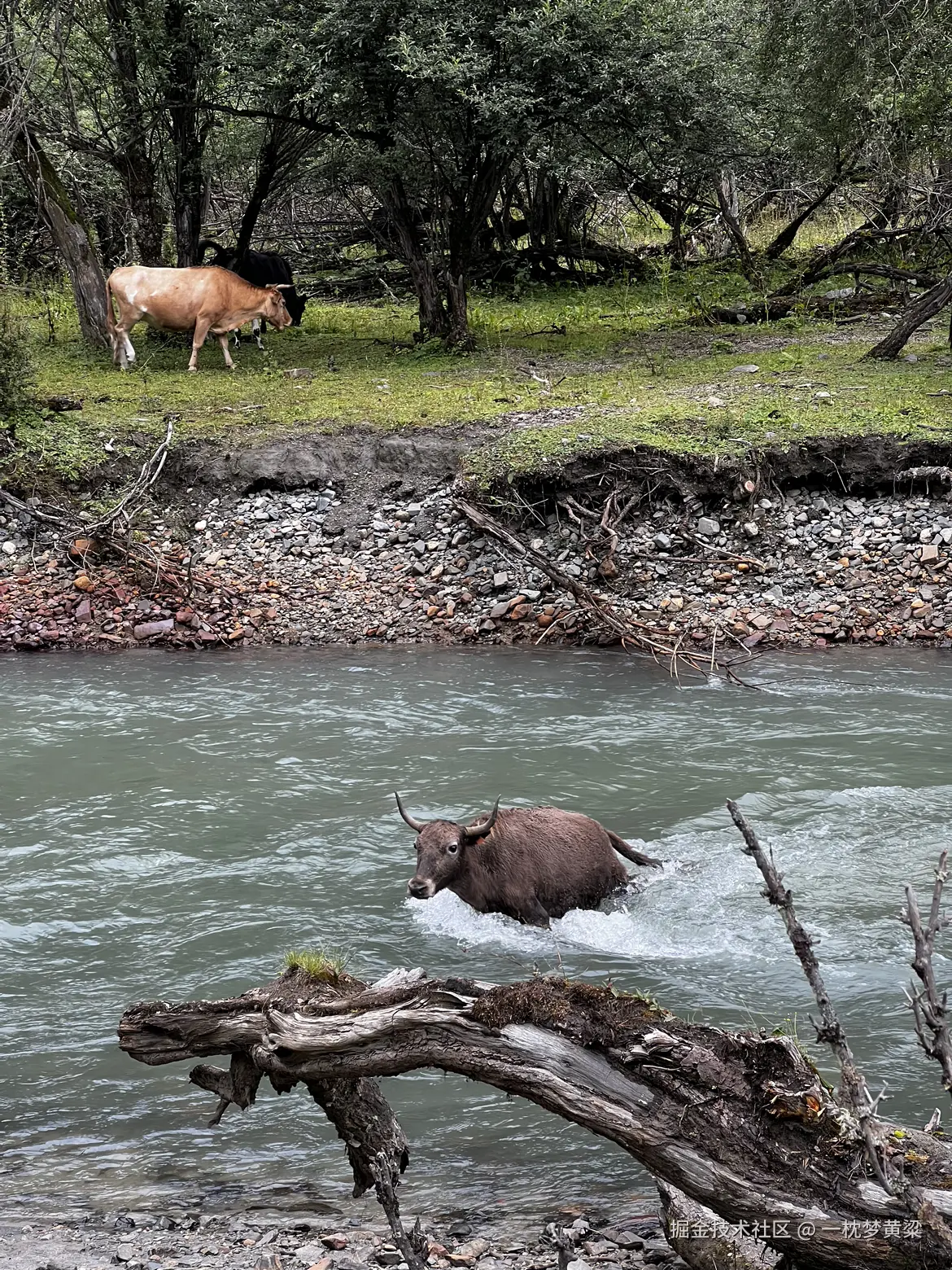 一枕梦黄粱于2024-08-19 16:44发布的图片