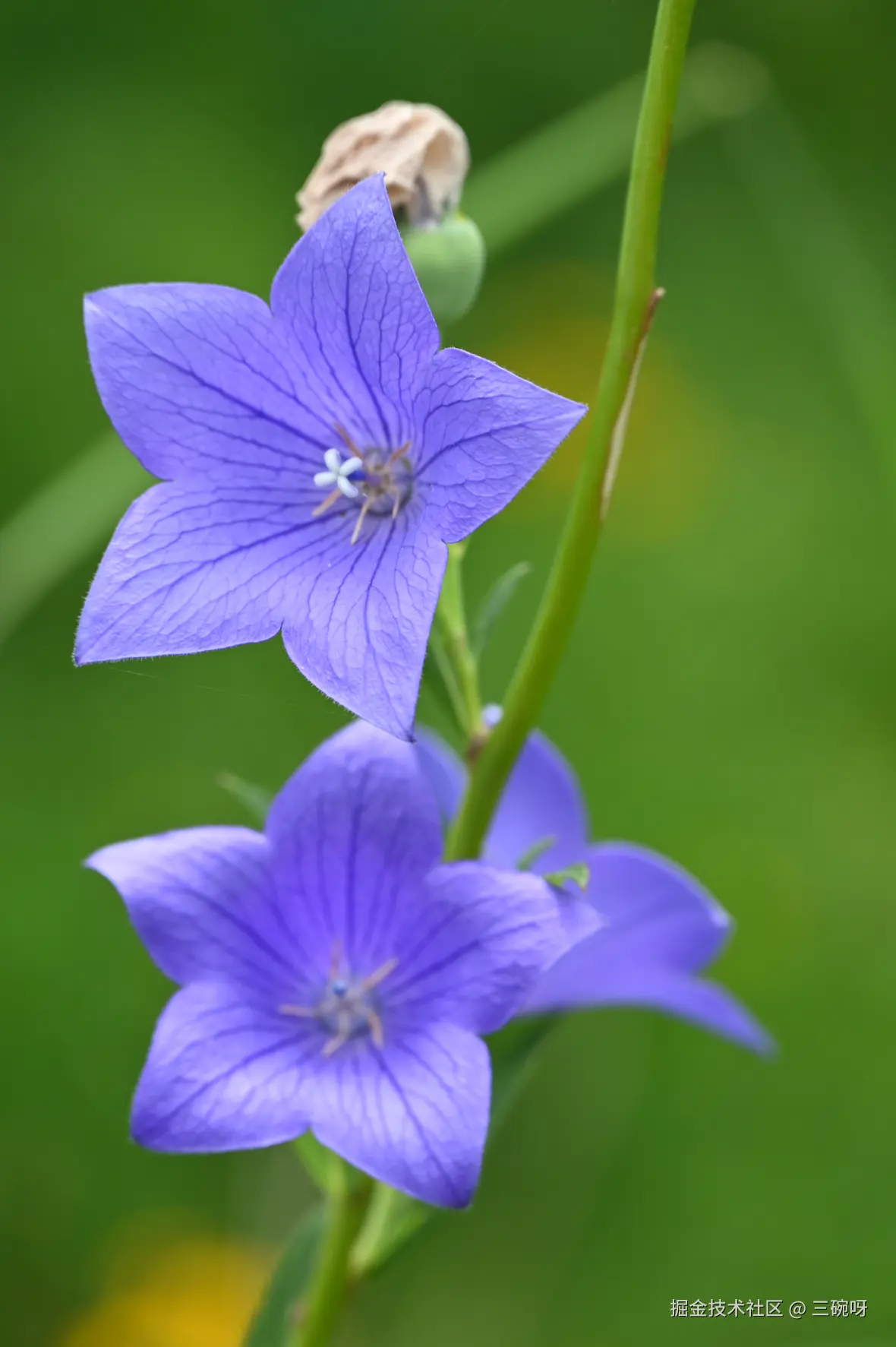 三碗呀于2025-08-11 01:51发布的图片