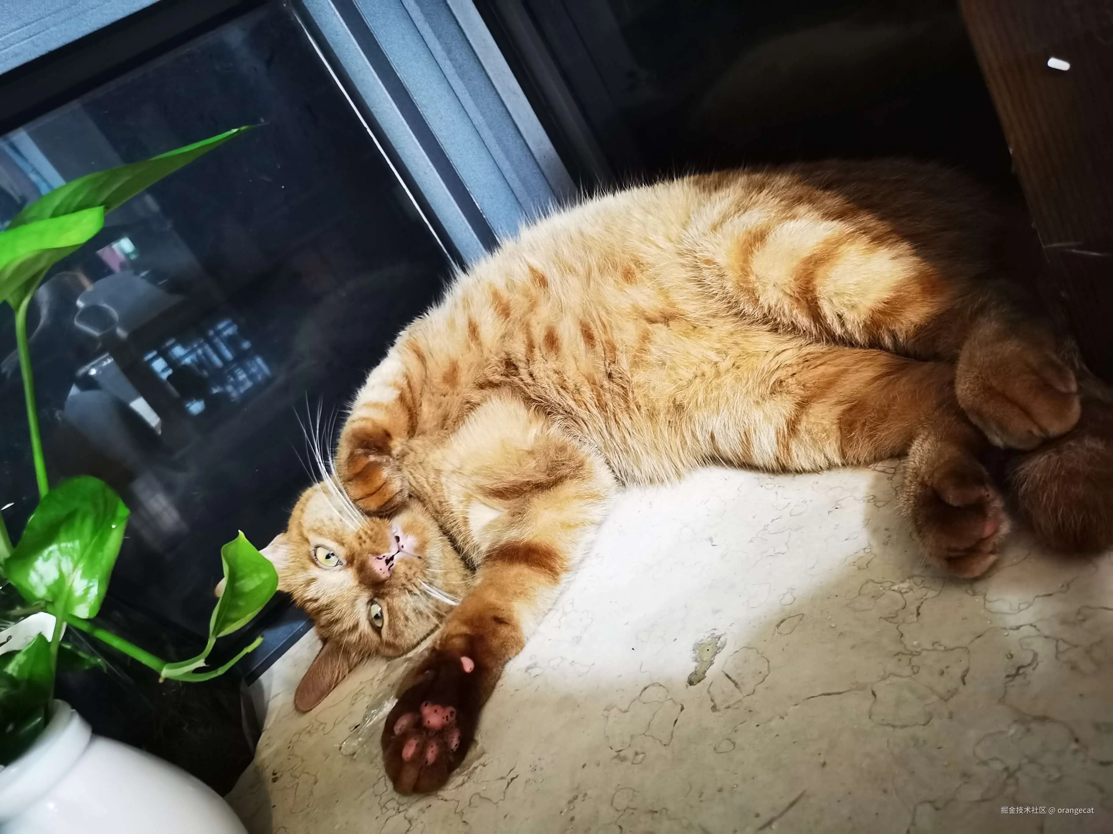 orangecat于2026-08-17 07:52发布的图片
