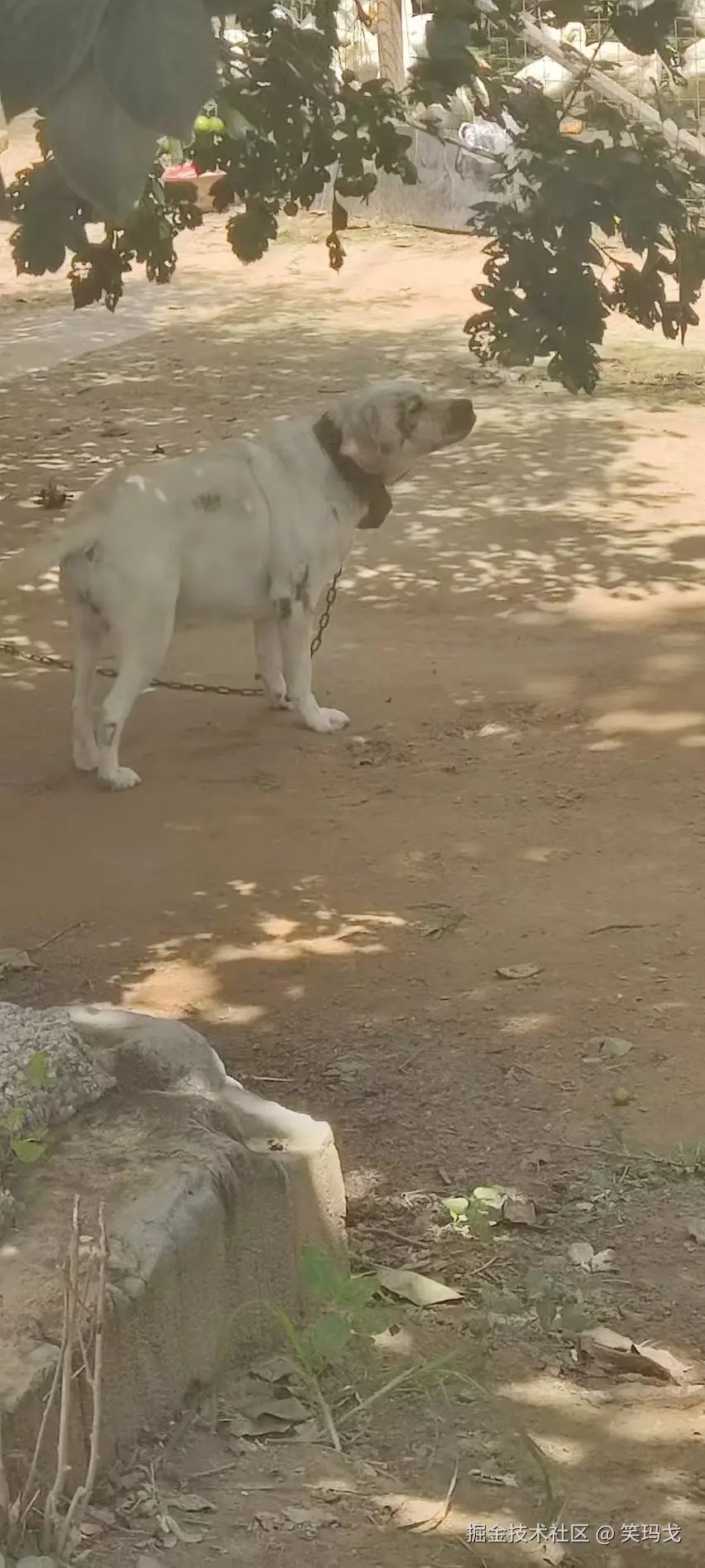 笑玛戈于2024-08-27 13:44发布的图片