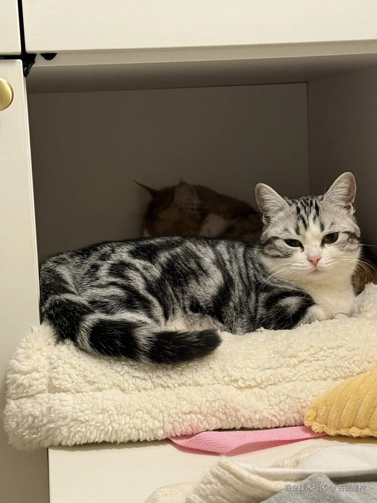 古德墨柠于2026-01-26 16:09发布的图片