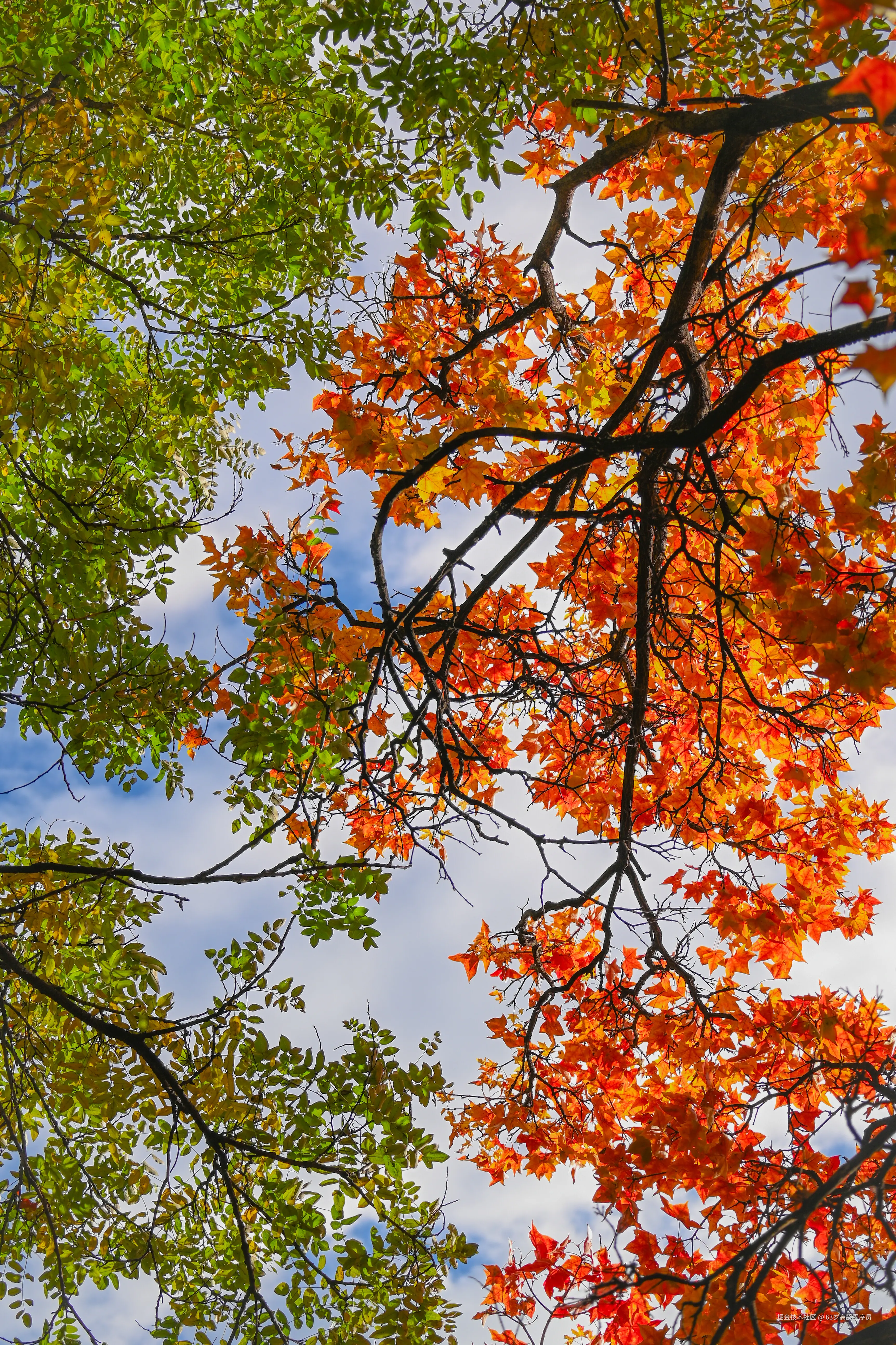 63岁高龄程序员于2025-11-05 15:17发布的图片