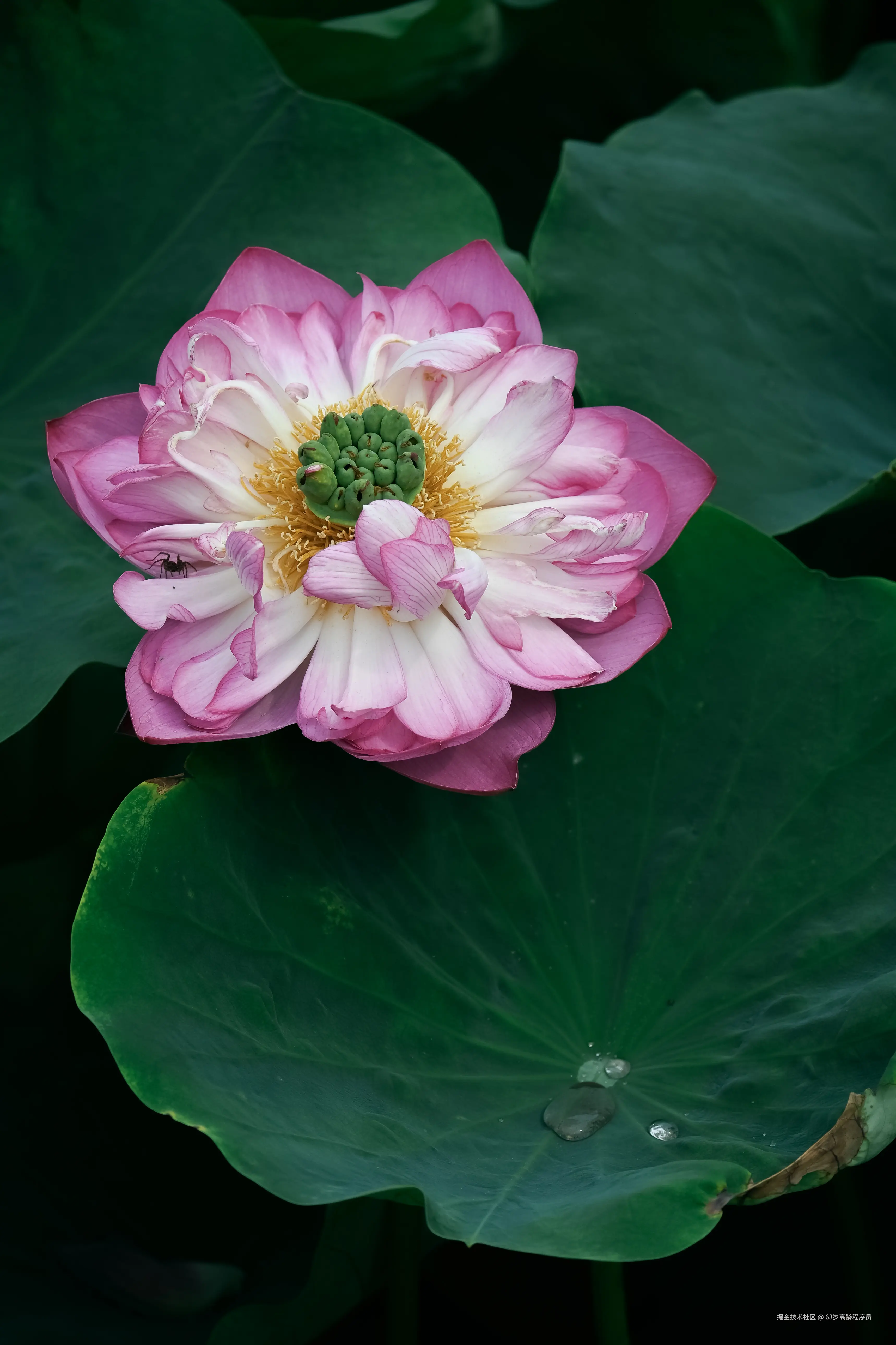 63岁高龄程序员于2025-06-30 16:37发布的图片