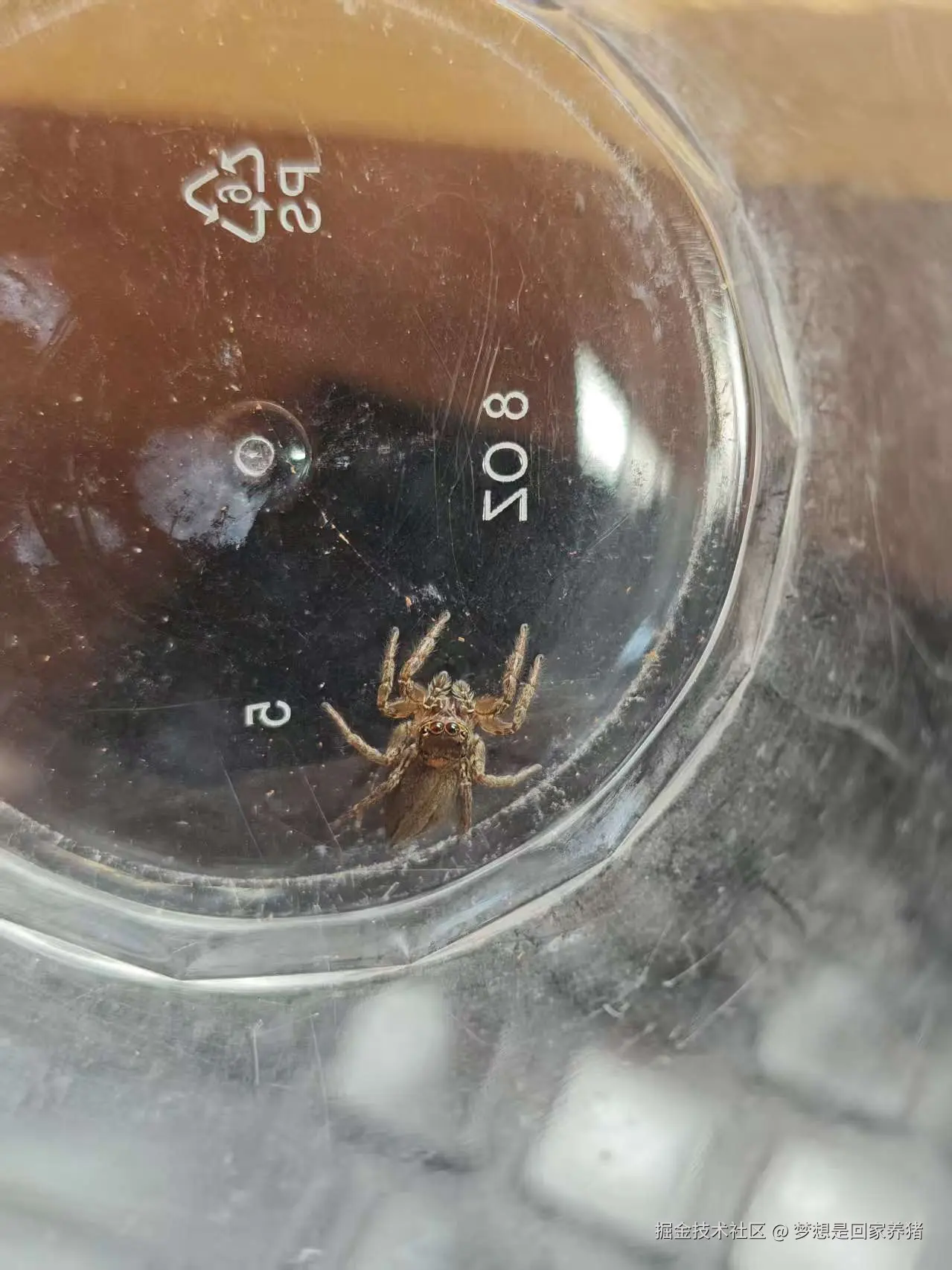 梦想是回家养猪于2025-08-18 16:15发布的图片