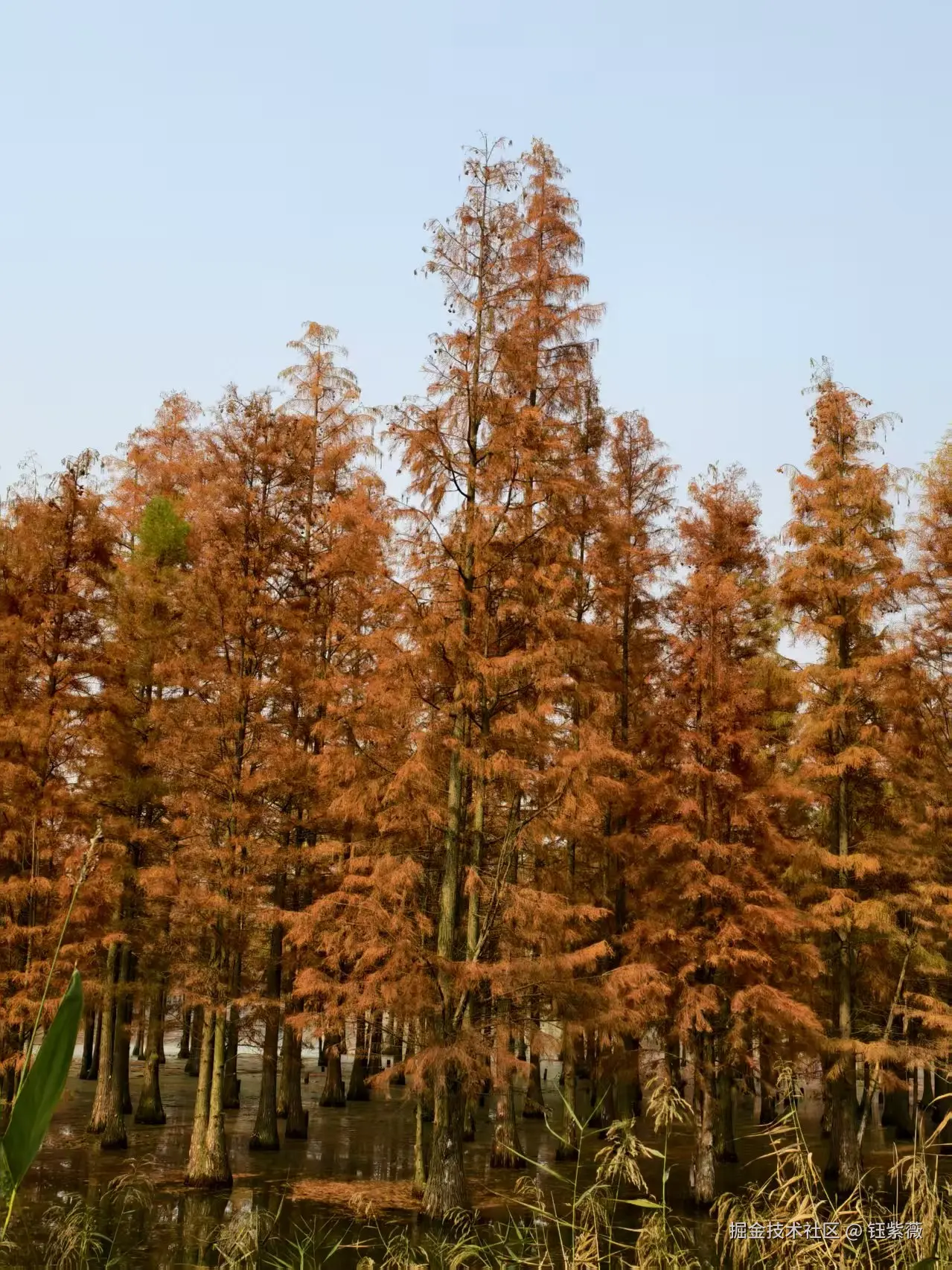 钰紫薇于2025-12-01 01:42发布的图片