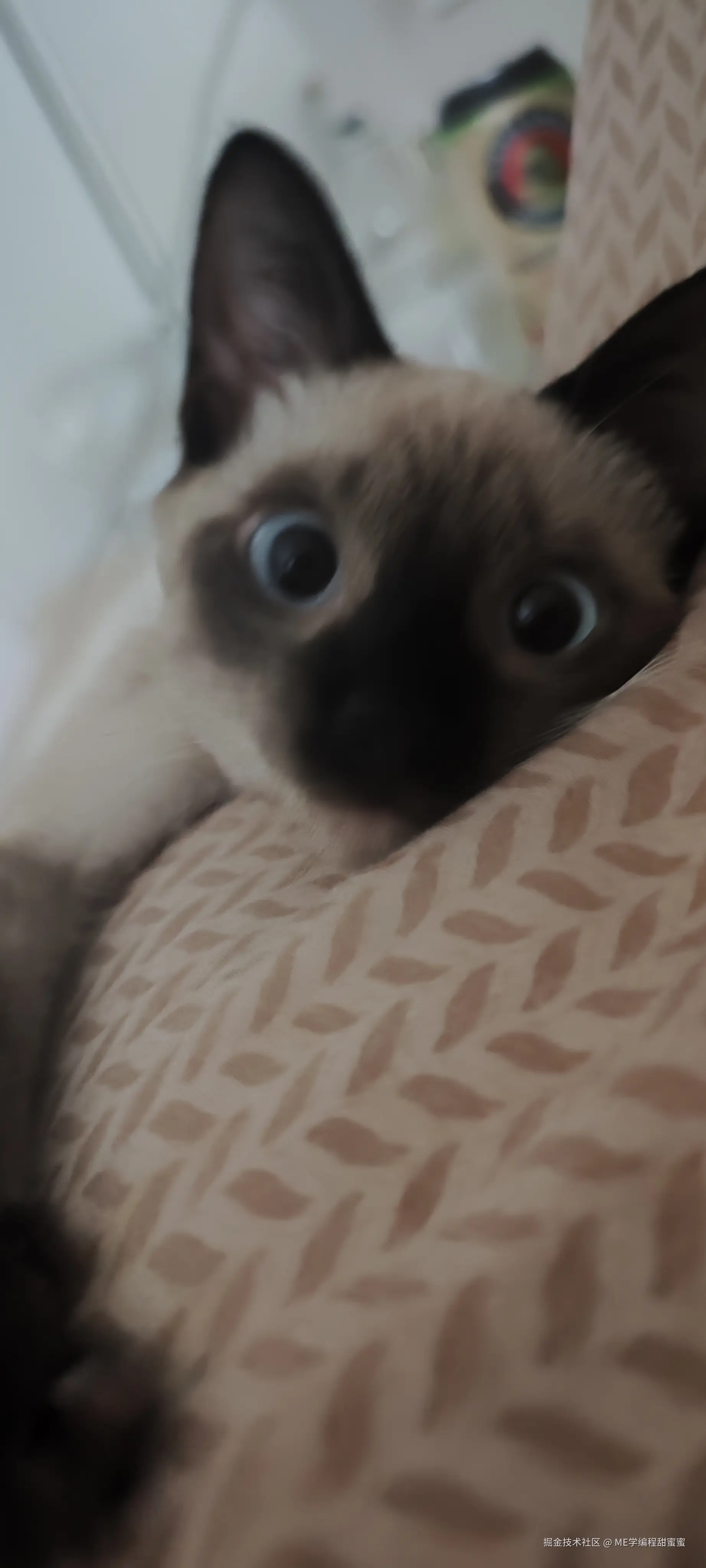 ME学编程甜蜜蜜于2024-07-18 08:20发布的图片