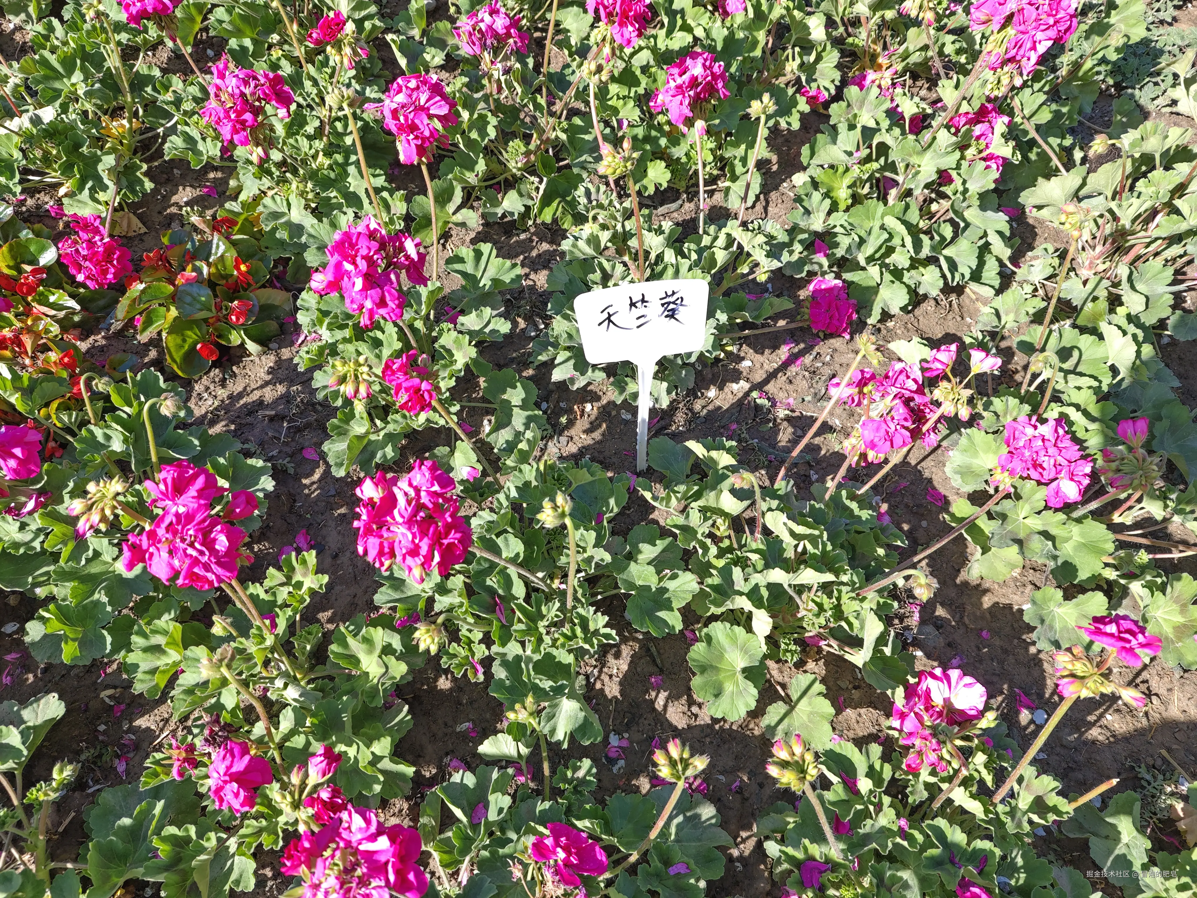 冒泡的肥皂于2025-04-05 11:12发布的图片