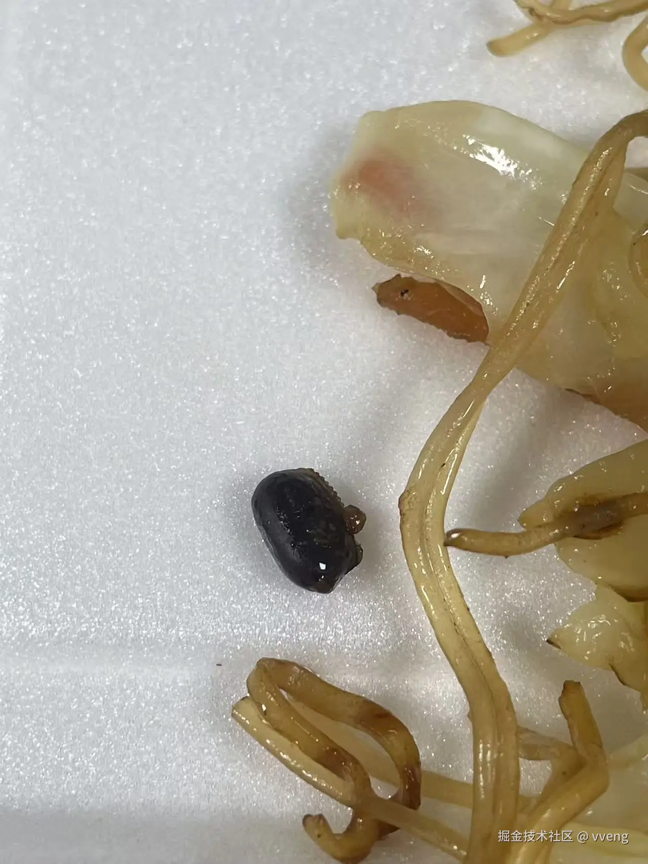 vveng于2025-08-28 02:03发布的图片