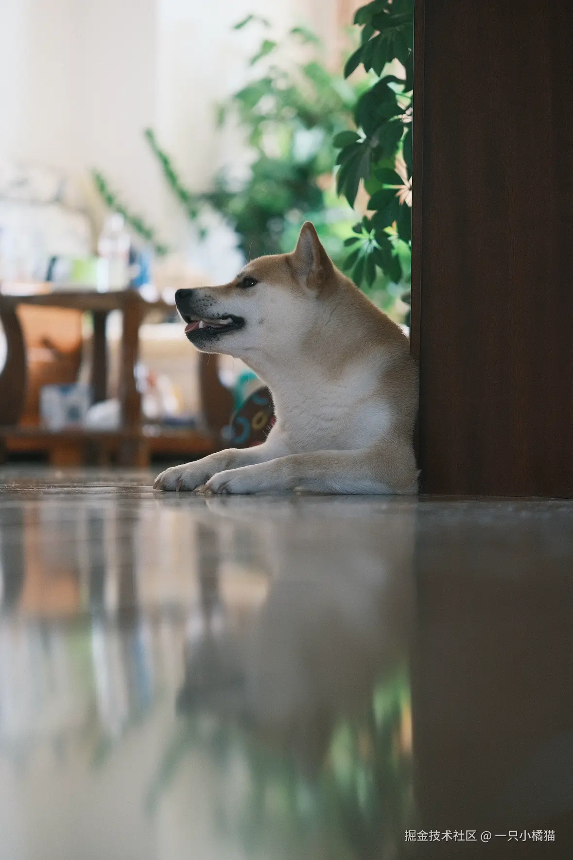 一只小橘猫于2025-08-07 15:55发布的图片