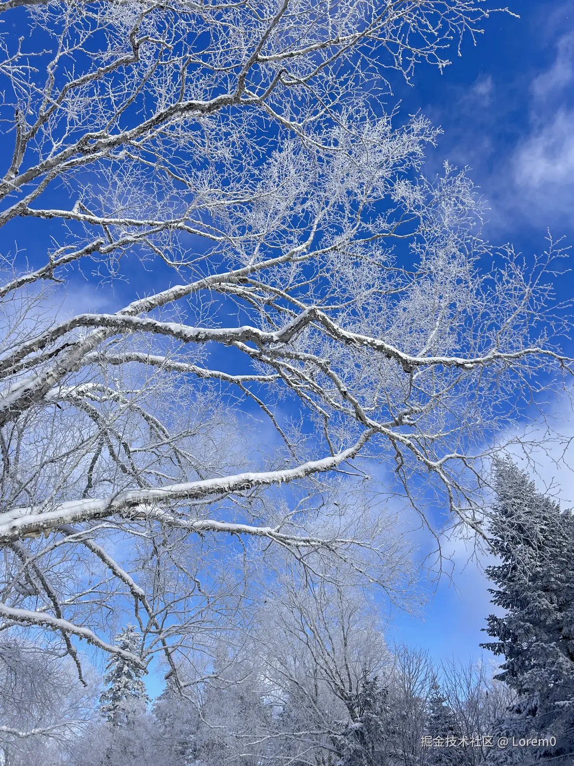 Lorem0于2026-01-04 17:41发布的图片