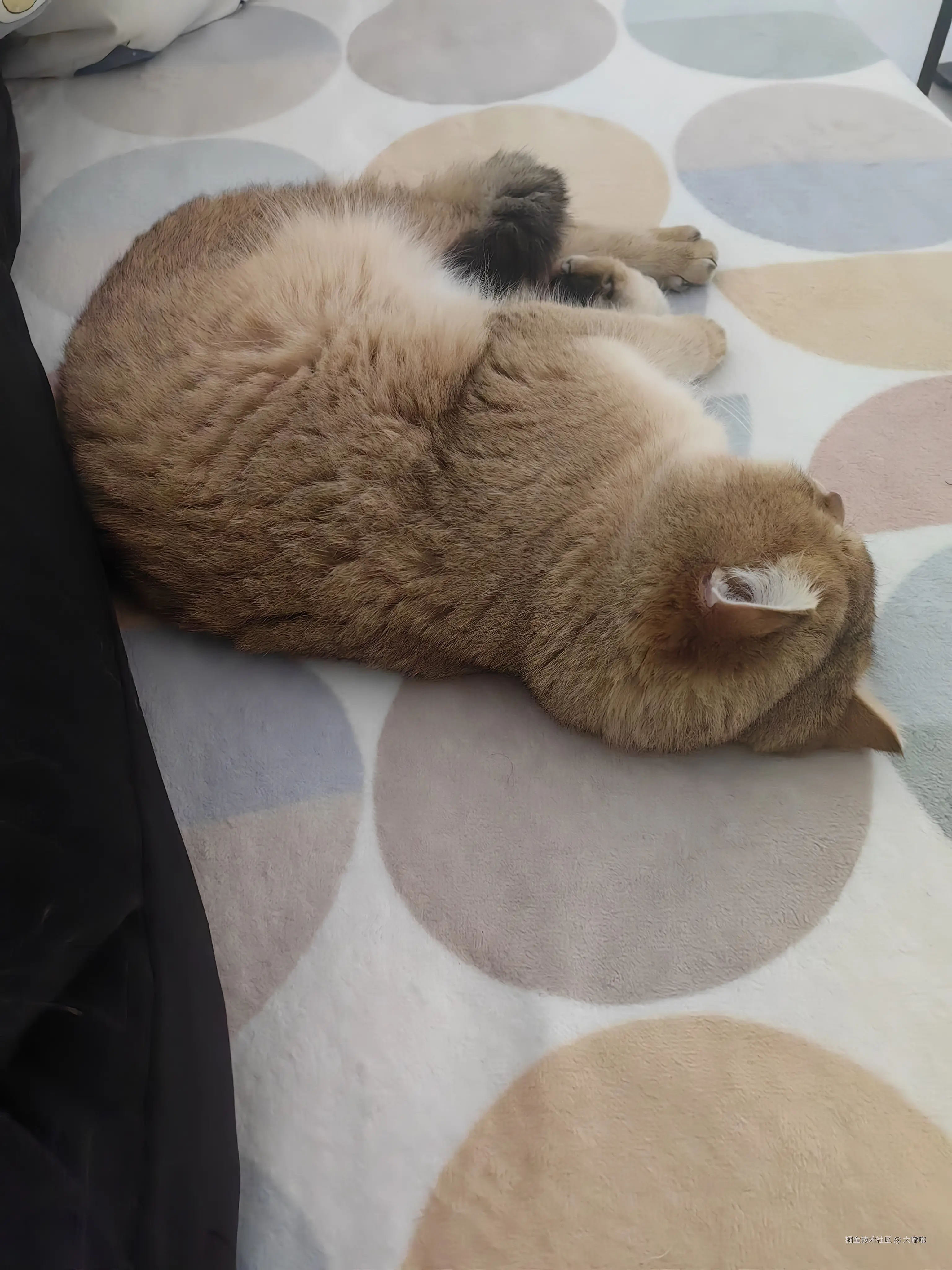 大嘟嘟于2026-03-30 16:06发布的图片