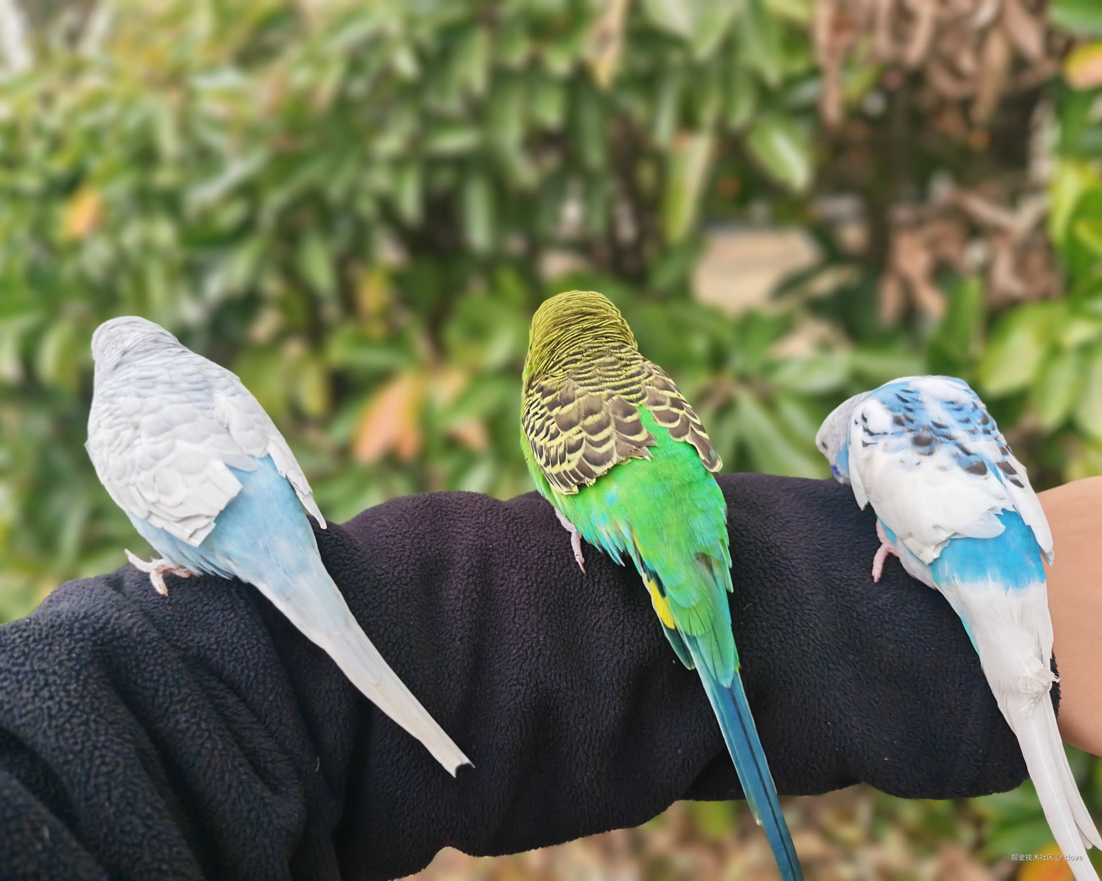 clove于2026-03-15 19:57发布的图片