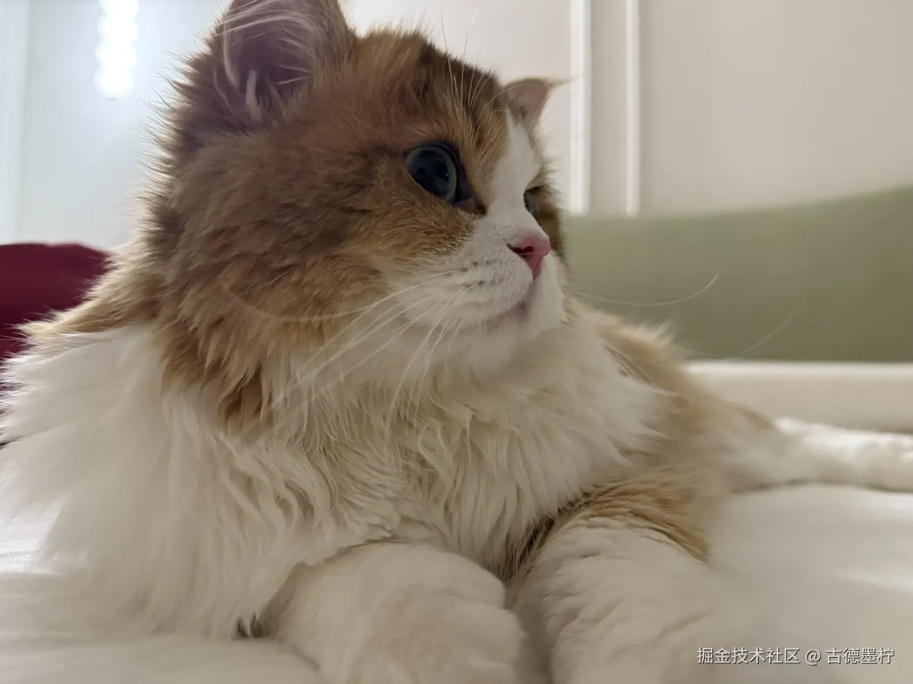 古德墨柠于2025-07-15 08:54发布的图片