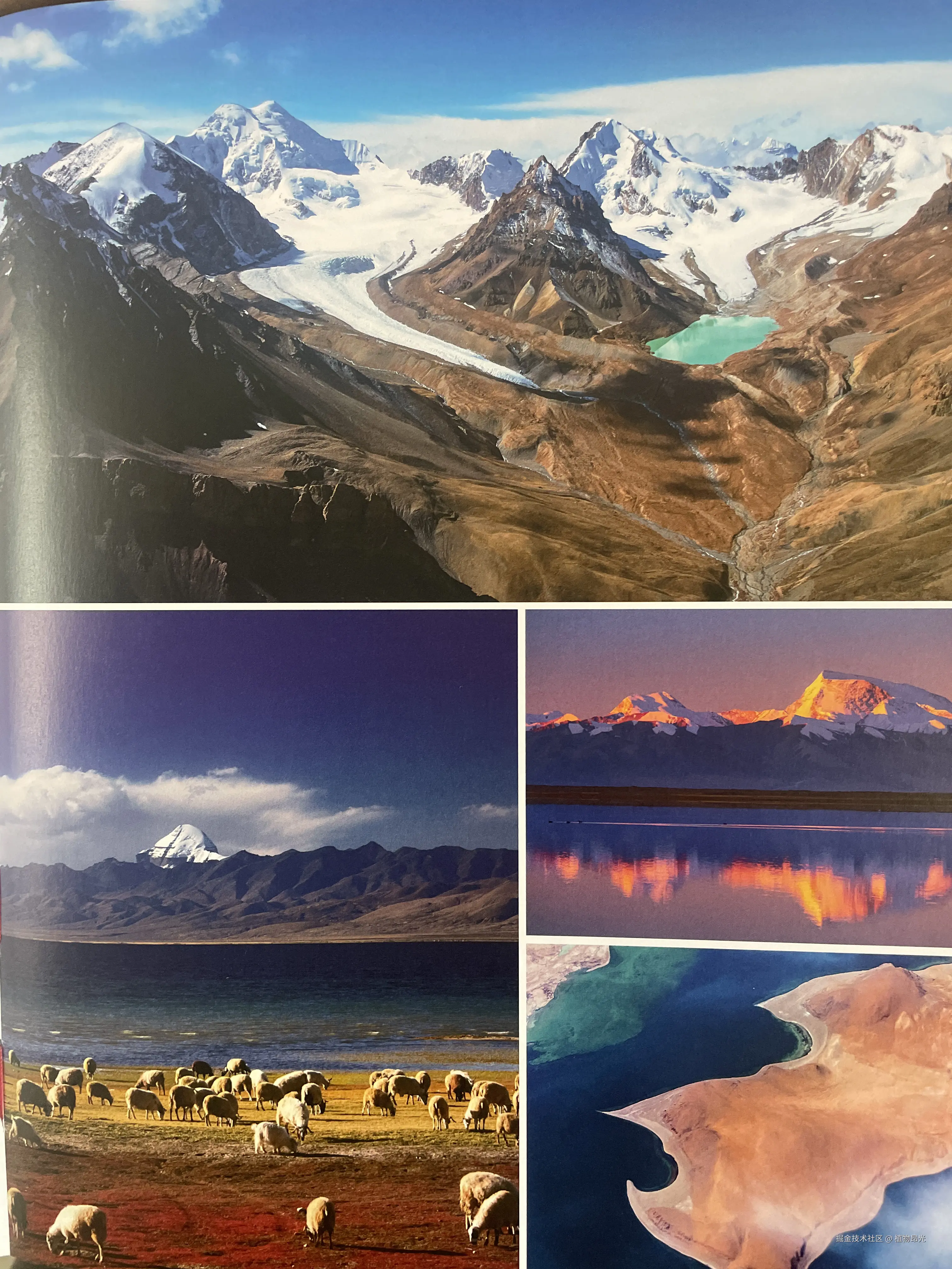 植物昂光于2026-02-08 14:39发布的图片