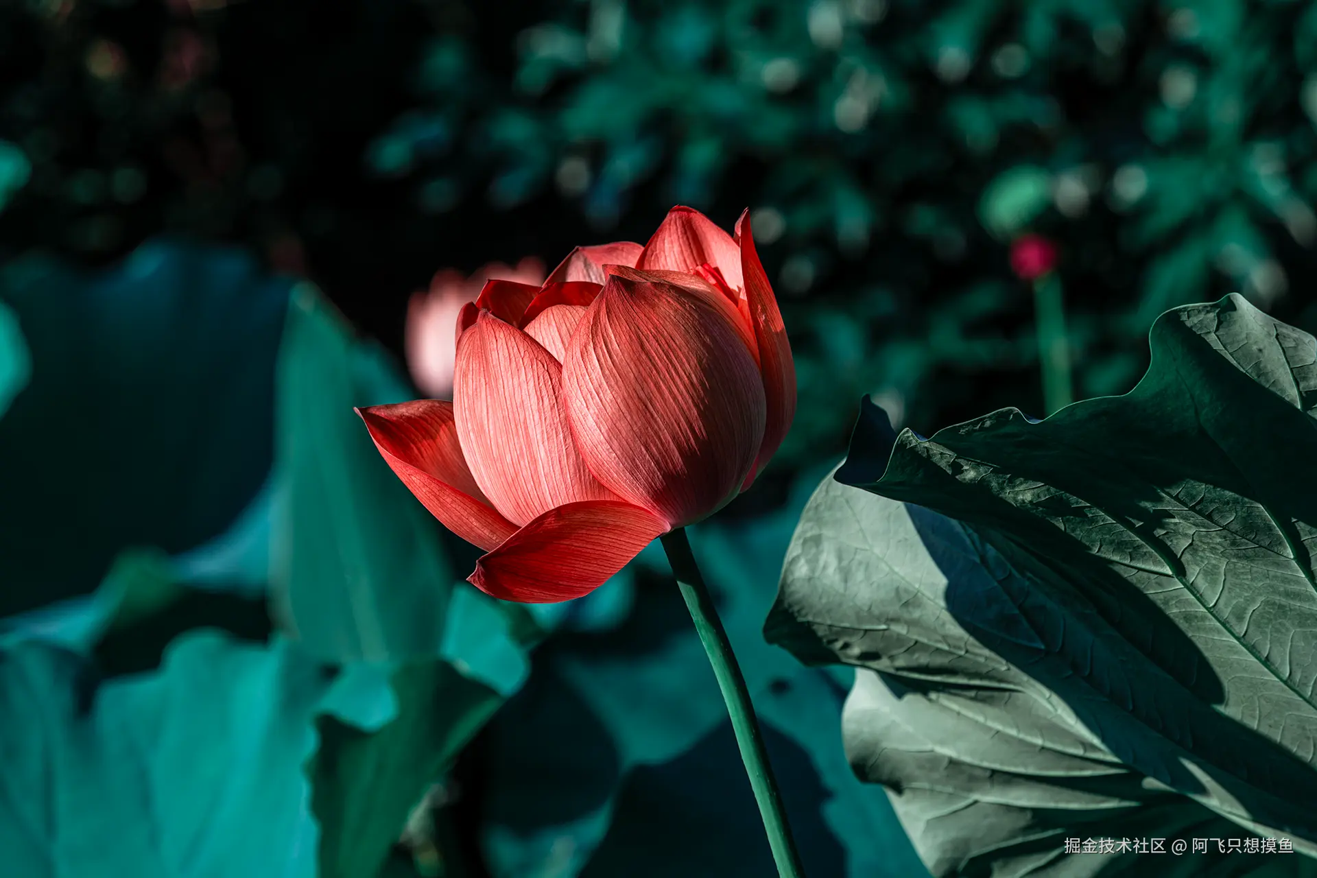 阿飞只想摸鱼于2025-07-16 10:21发布的图片