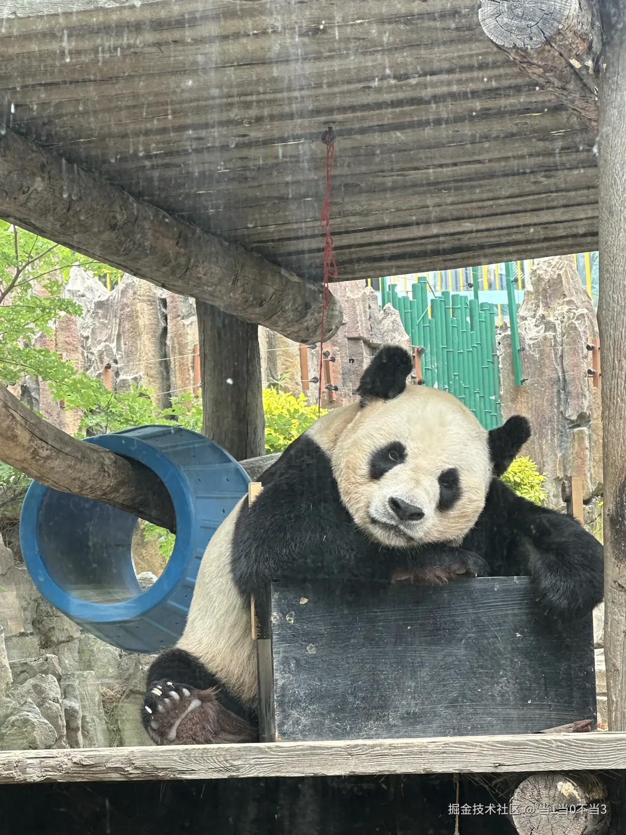 当1当0不当3于2025-06-05 12:40发布的图片