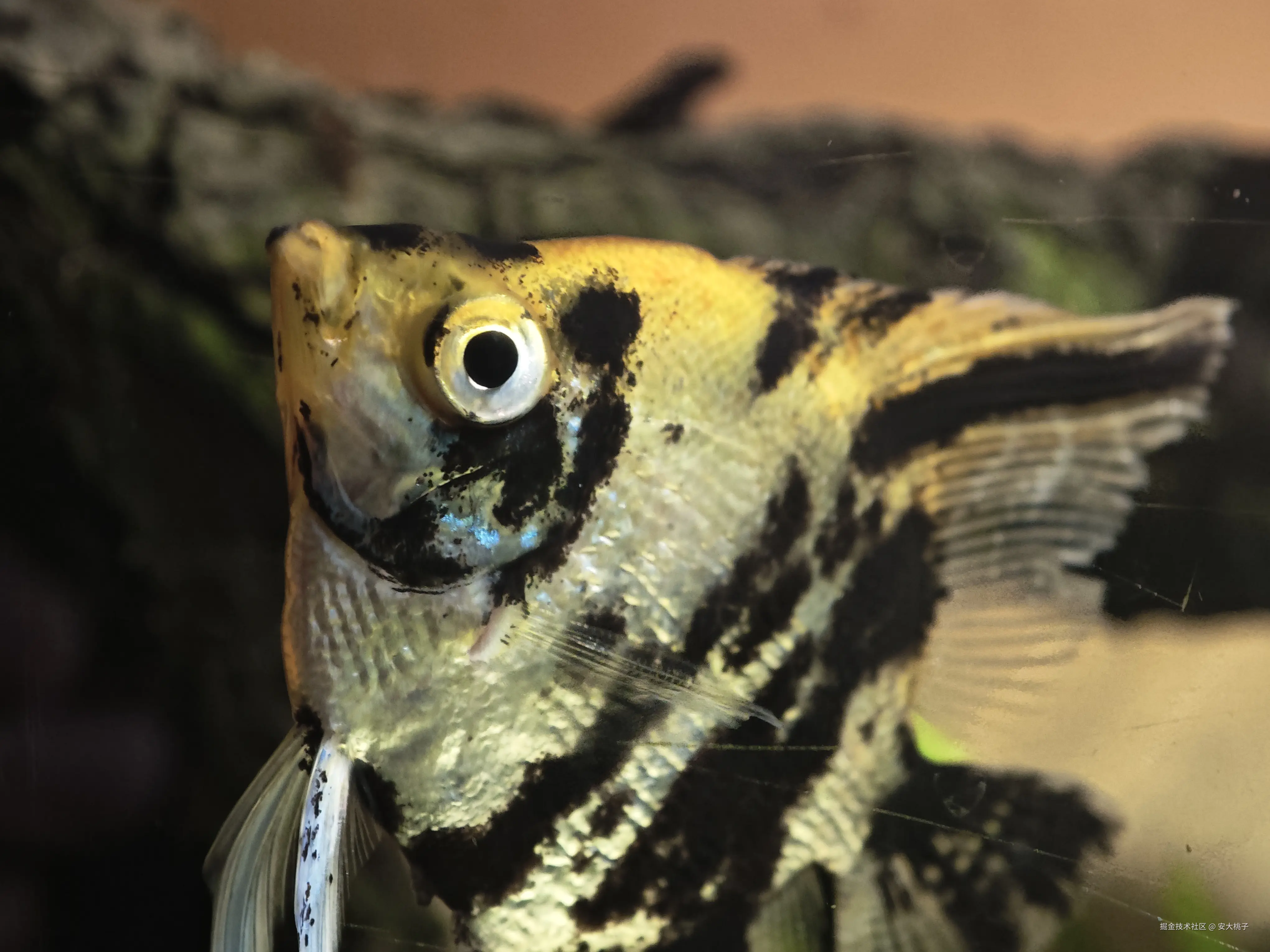 安大桃子于2026-03-26 11:17发布的图片