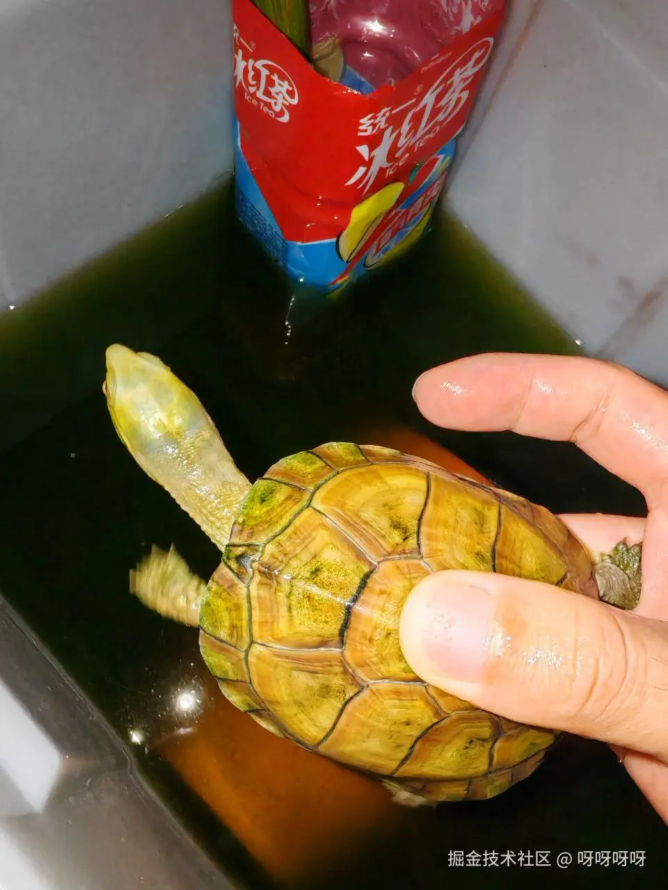 呀呀呀呀于2025-04-25 11:04发布的图片