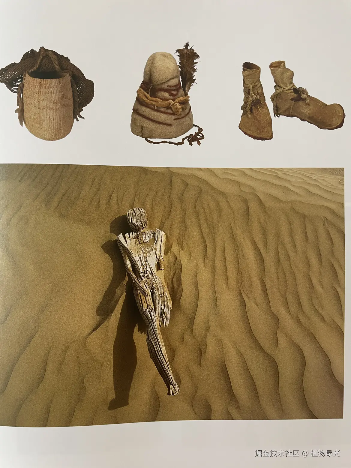 植物昂光于2026-03-21 11:00发布的图片