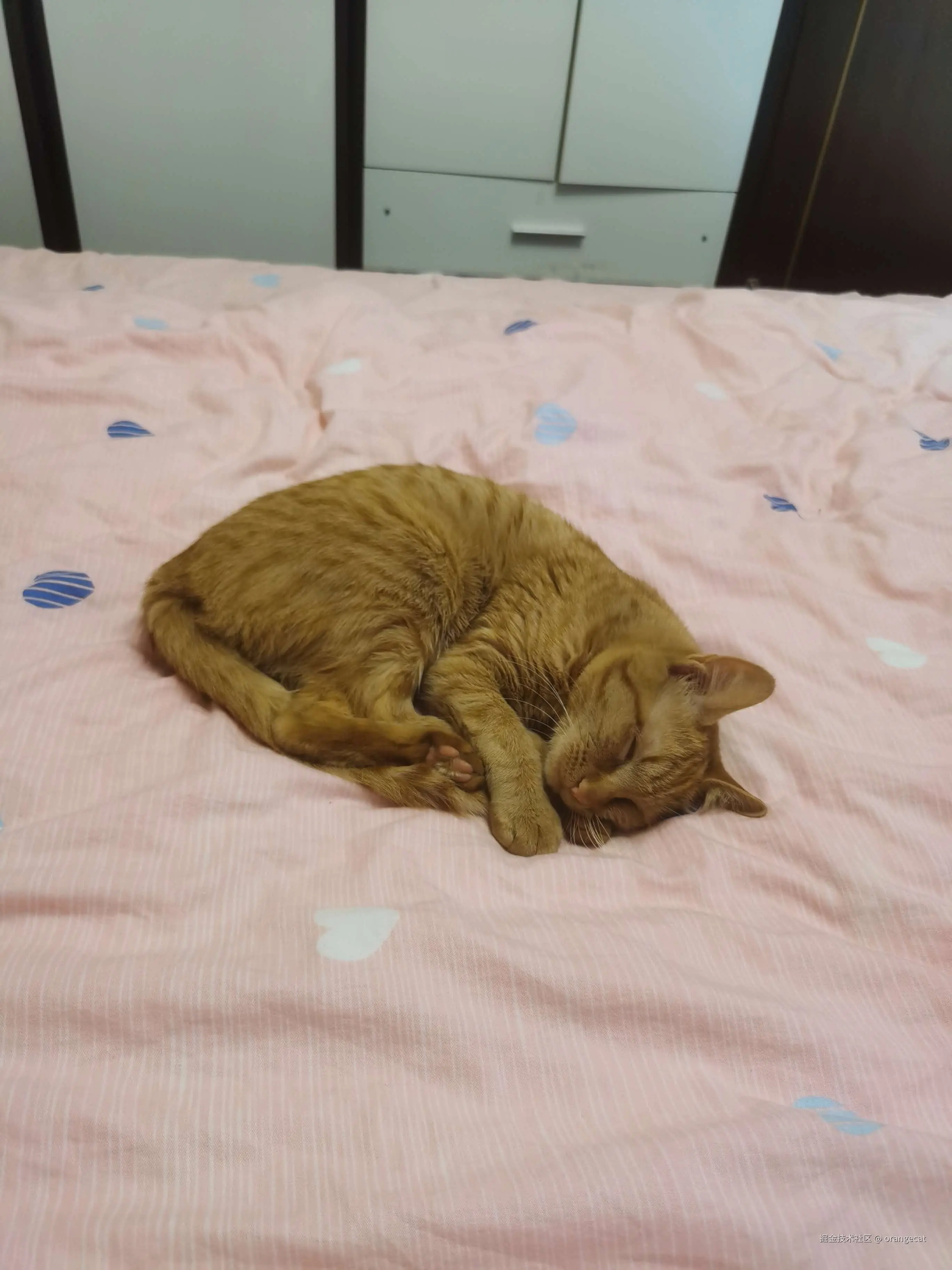orangecat于2026-08-17 07:52发布的图片