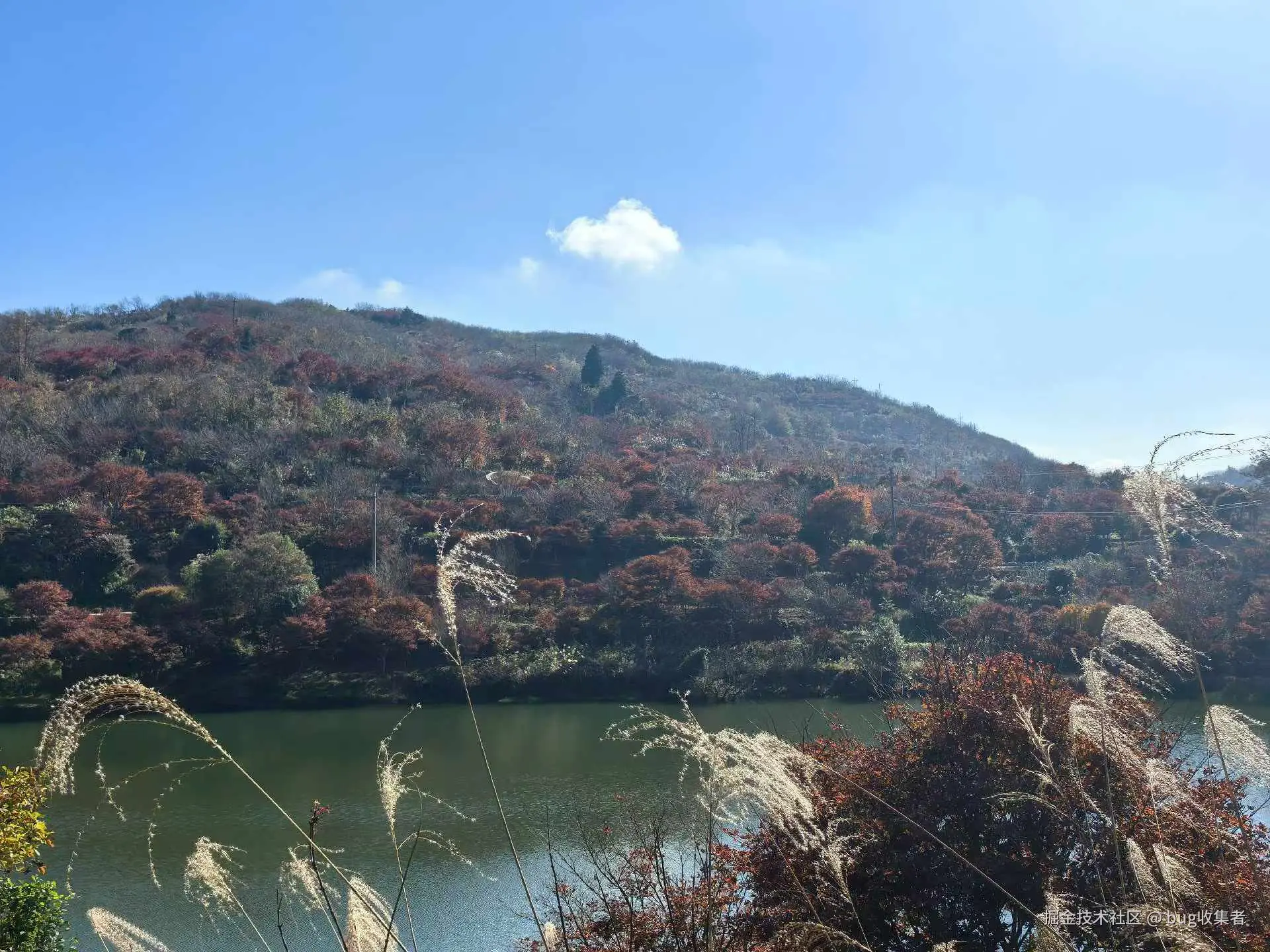 bug收集者于2025-11-17 13:02发布的图片