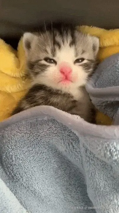 法欧特斯卡雷特_Official于2024-11-14 18:23发布的图片