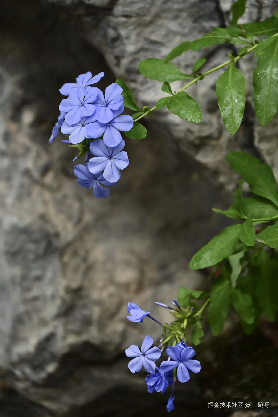 三碗呀于2025-05-26 10:33发布的图片